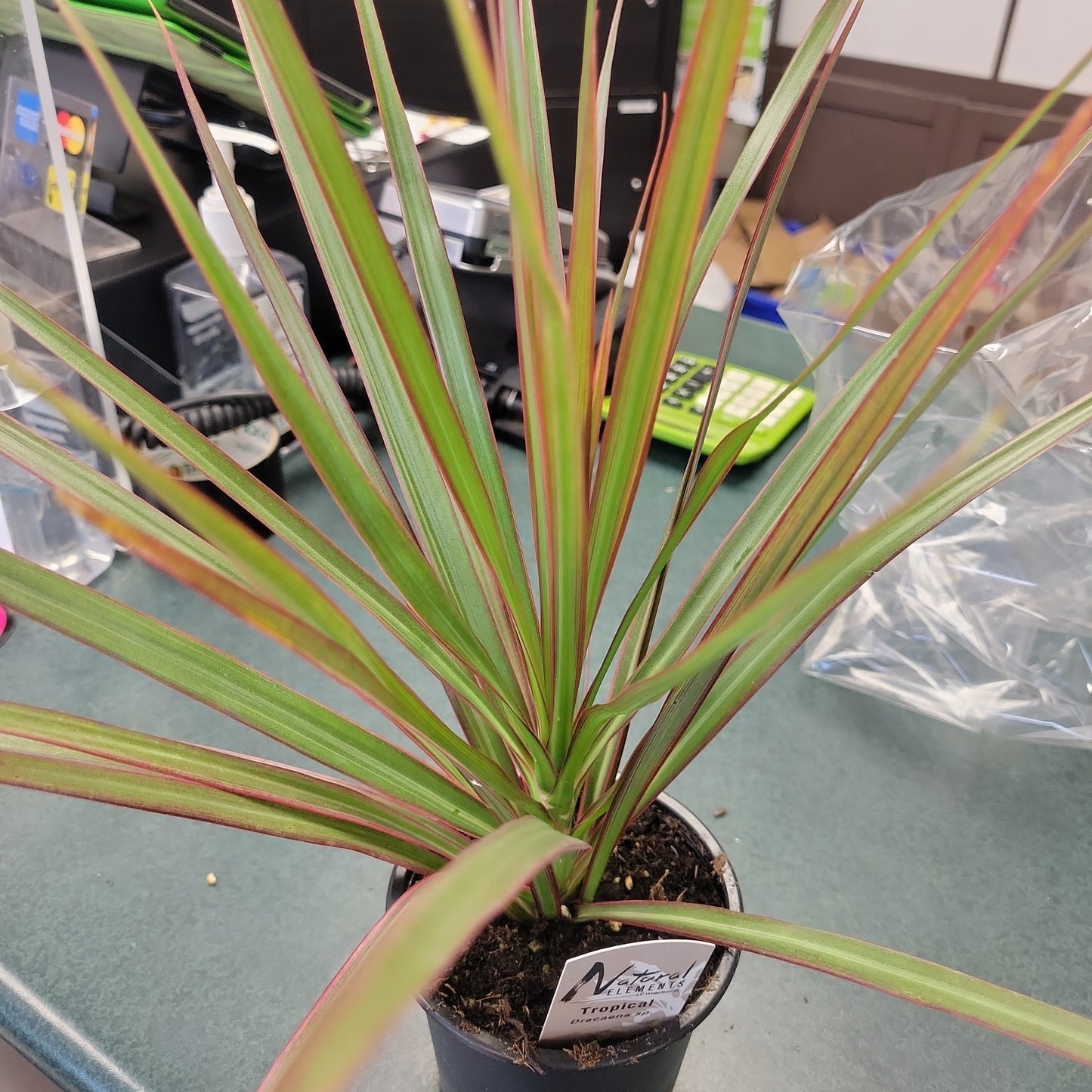 4” Dracena Marginata