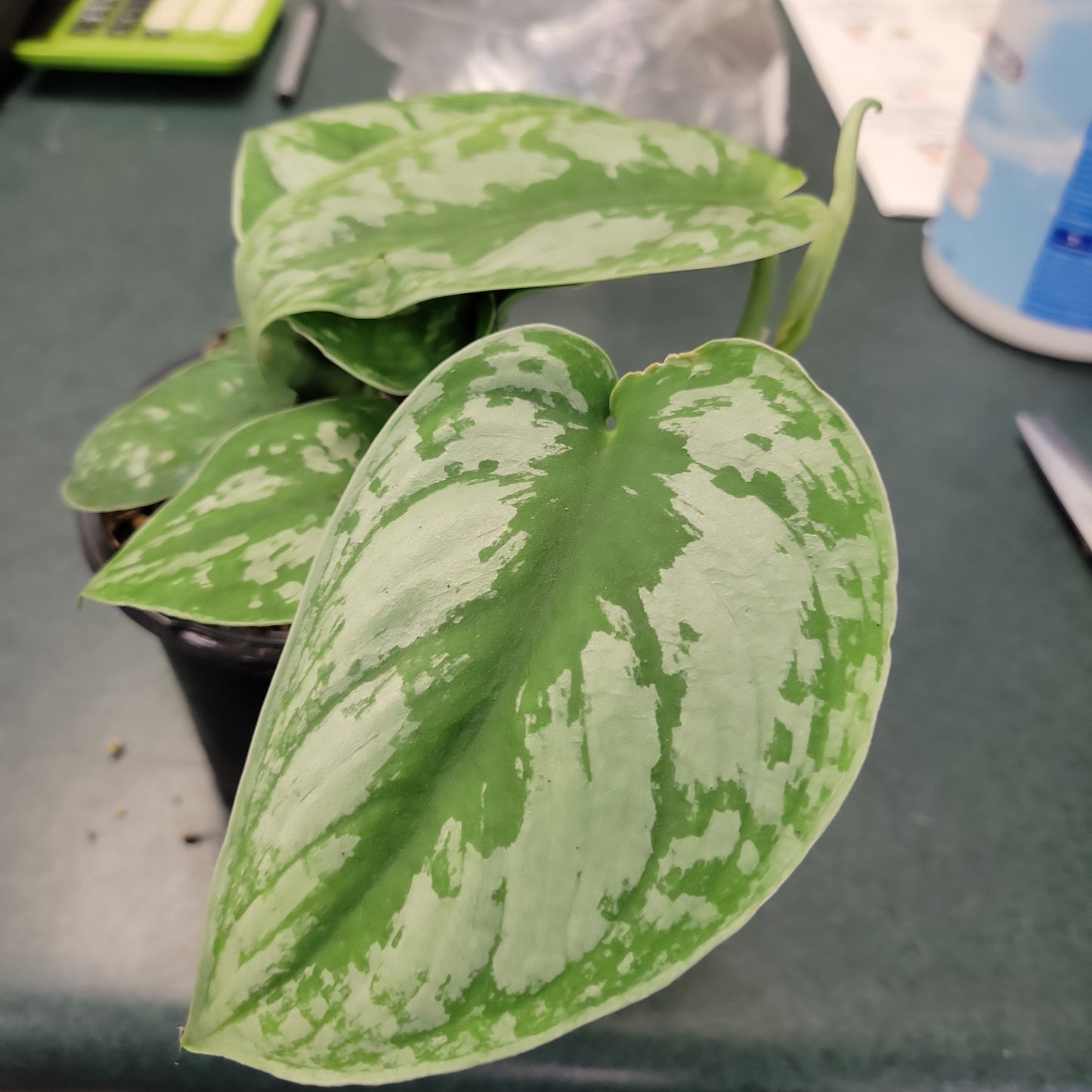 4" Scindapsus Pictus 'Exotica'