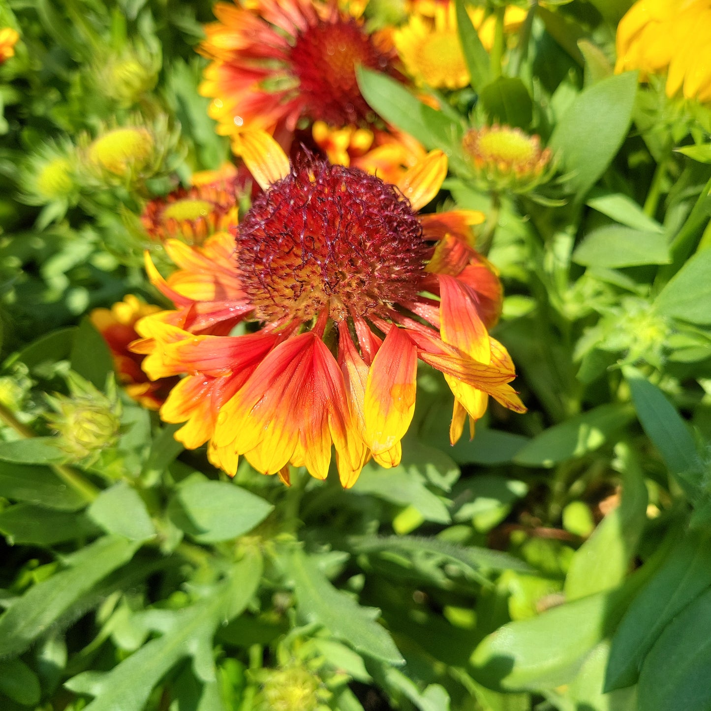 1 Gal Blanket Flower 'Gaillardia'