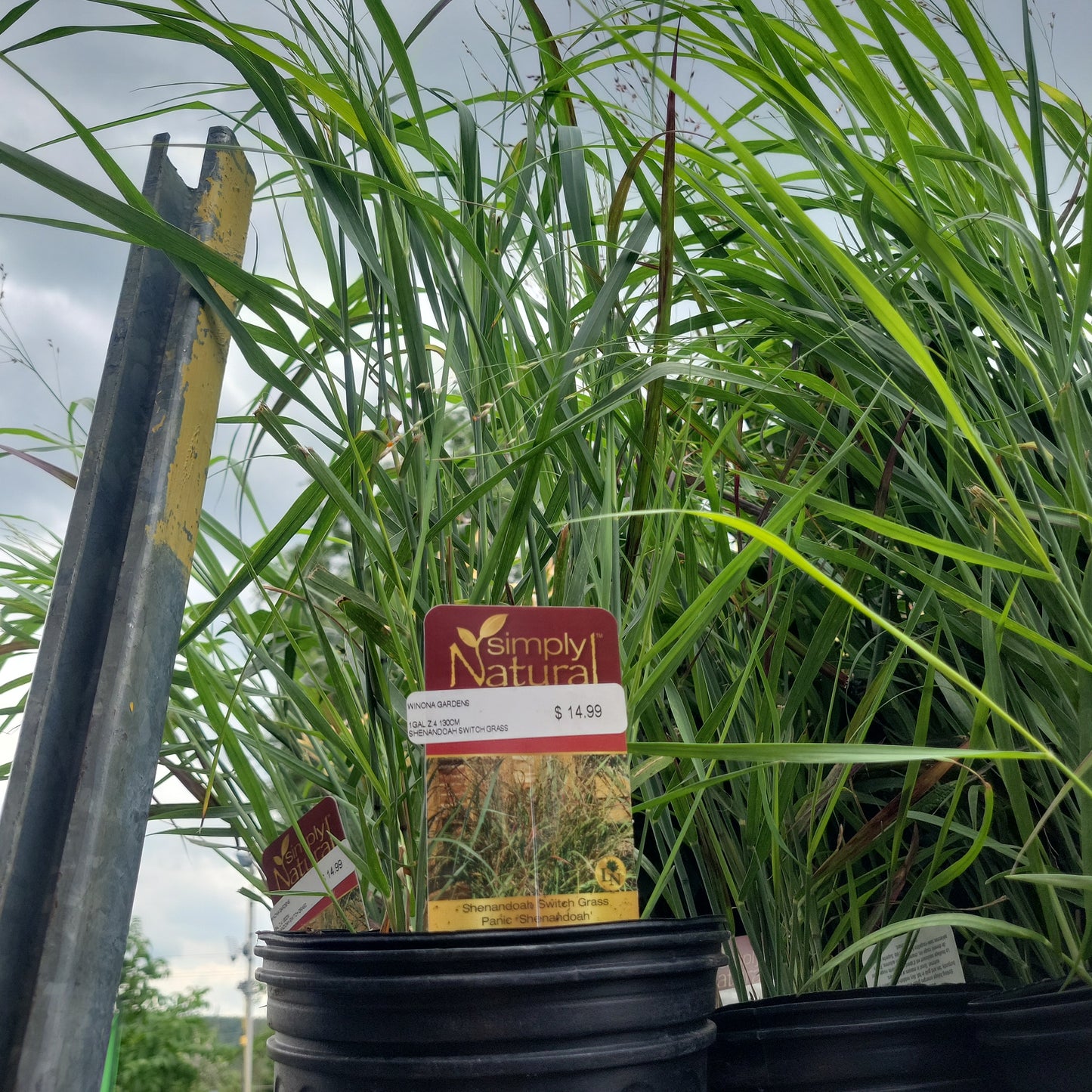 Shenandoah Switch Grass
