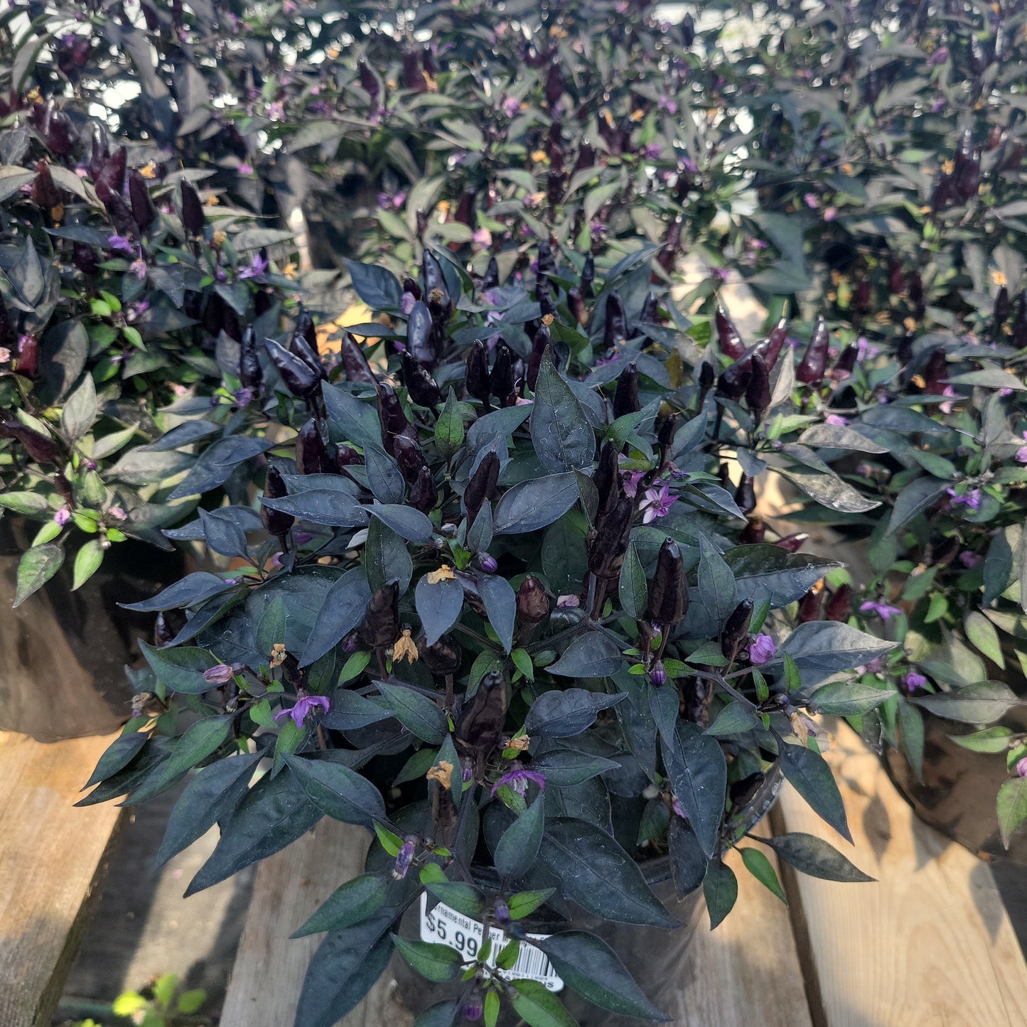 6" Ornamental Pepper
