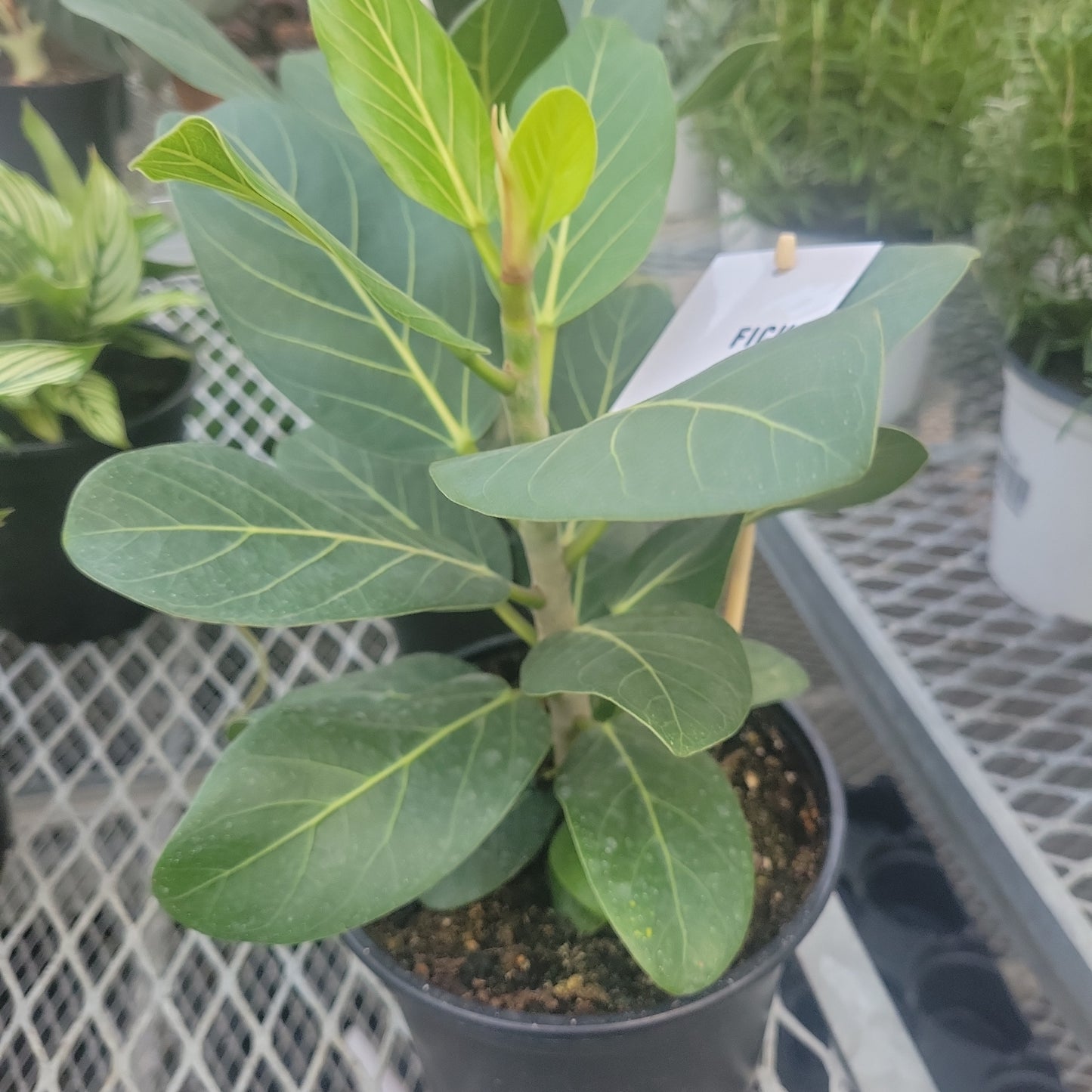 Ficus Audrey