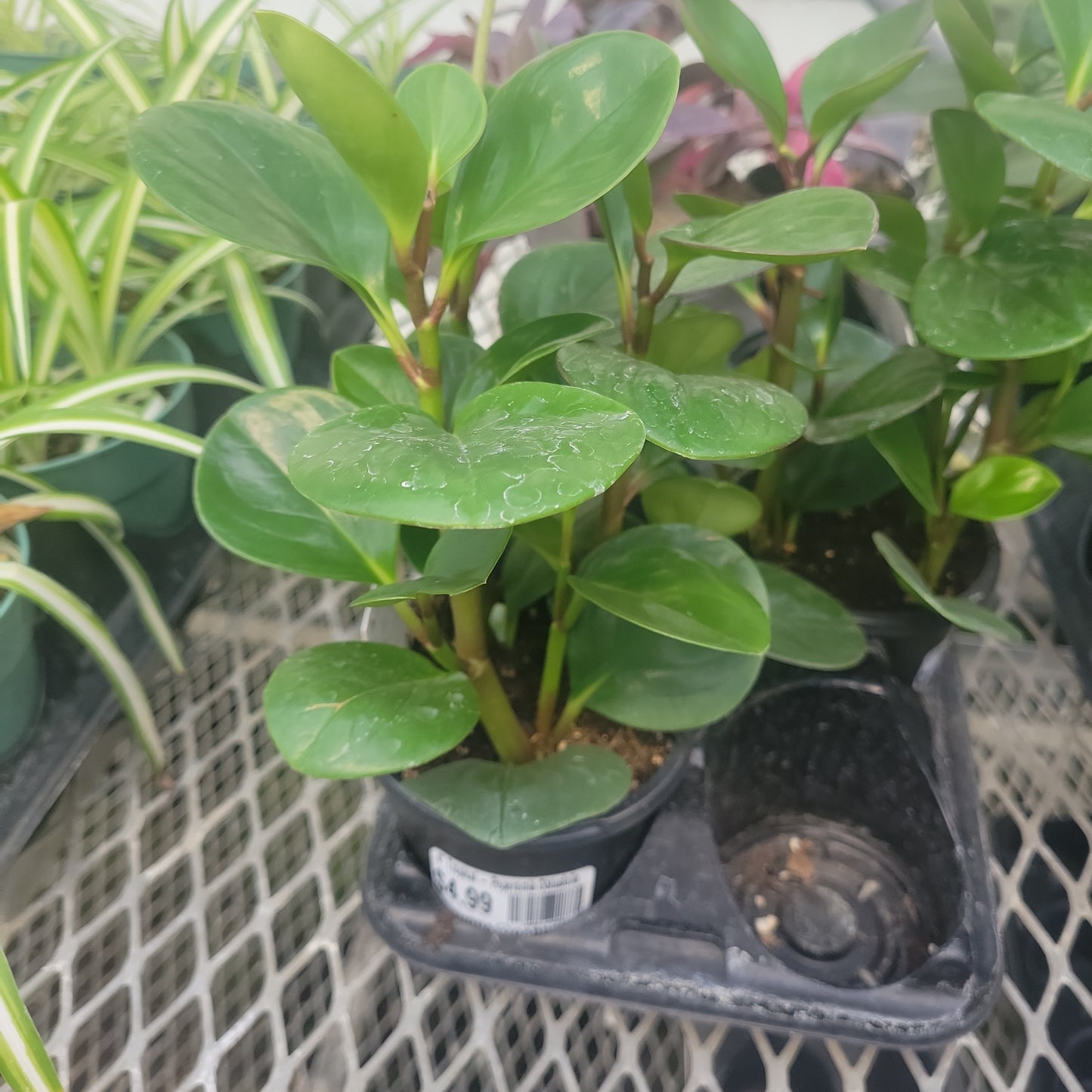 Tropical - Peperomia Obtusfolia 'Baby Rubber Plant'