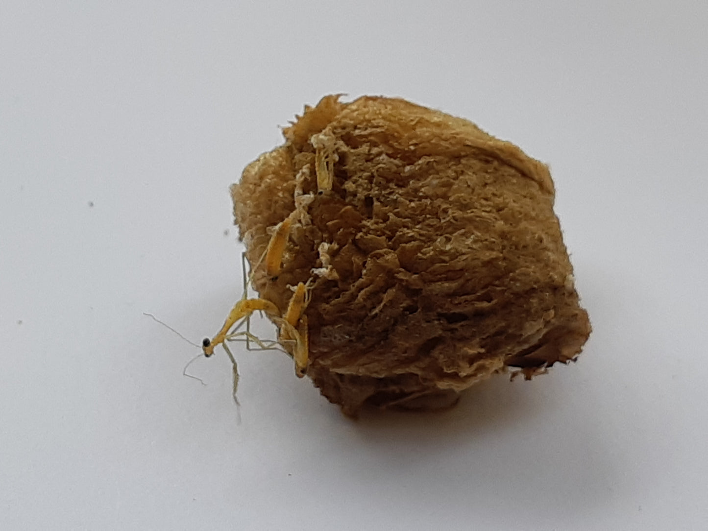 Praying Mantis Egg Case