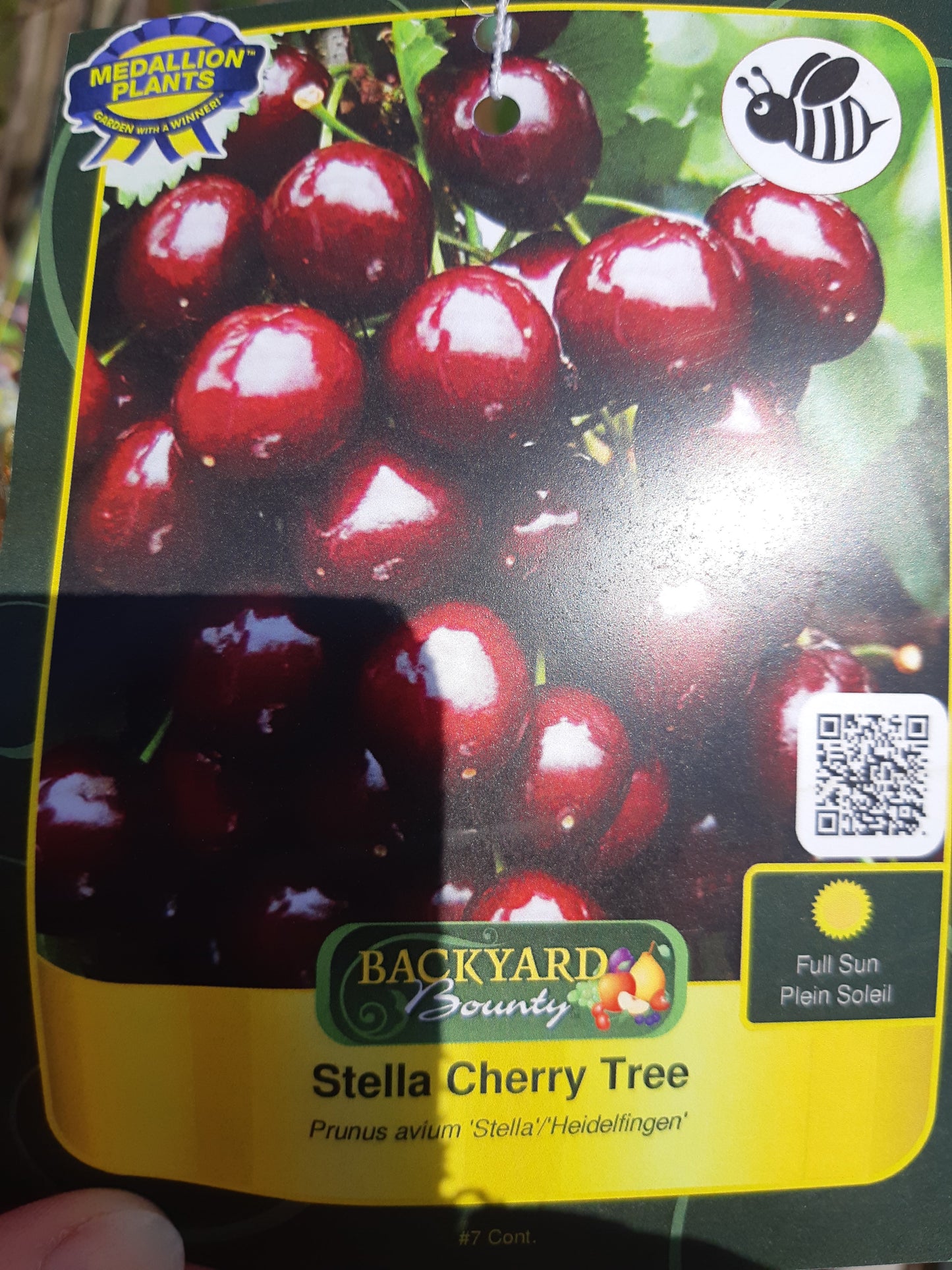 Cherry Trees