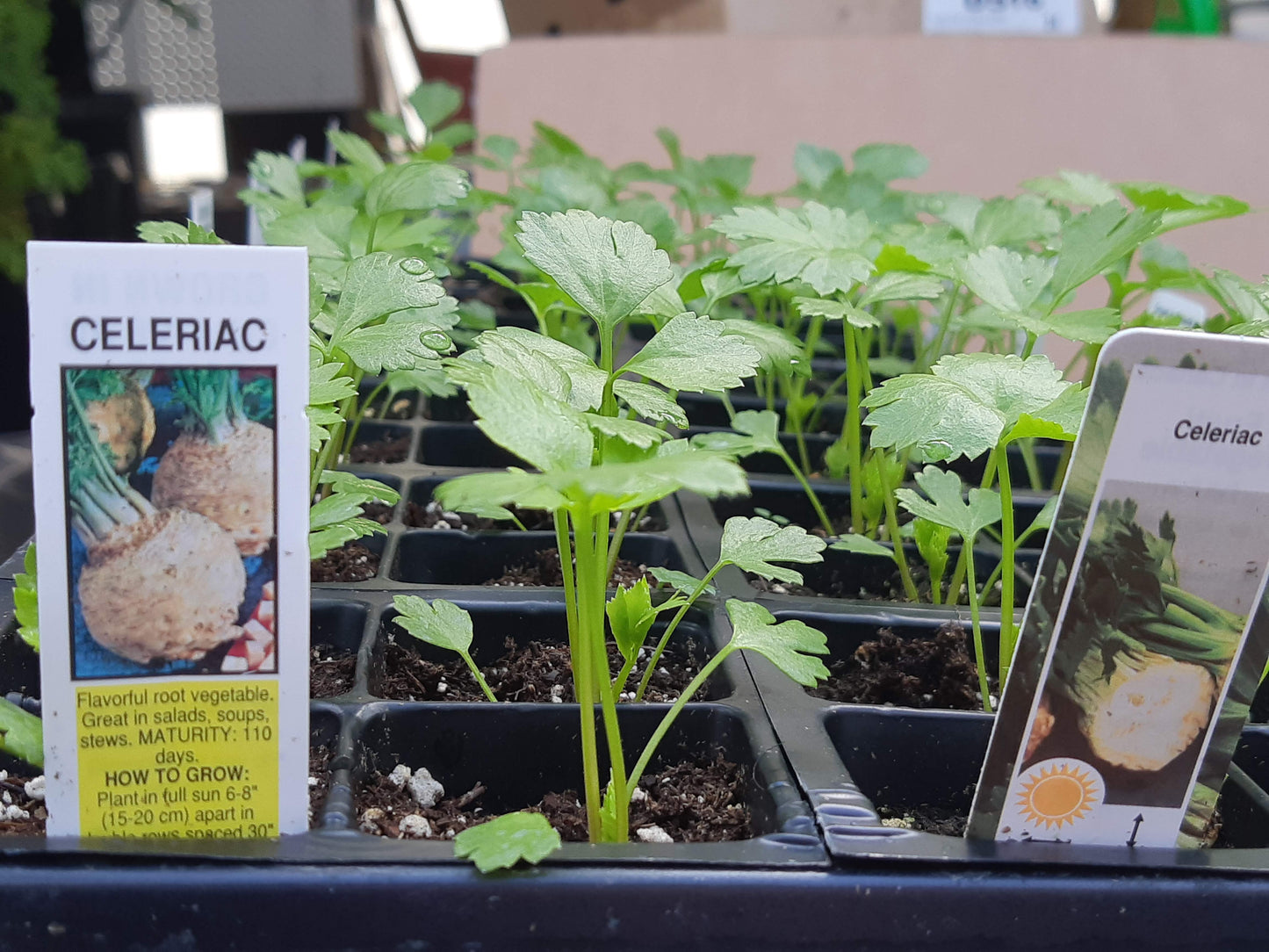 Celery Plants (Multi Pack)