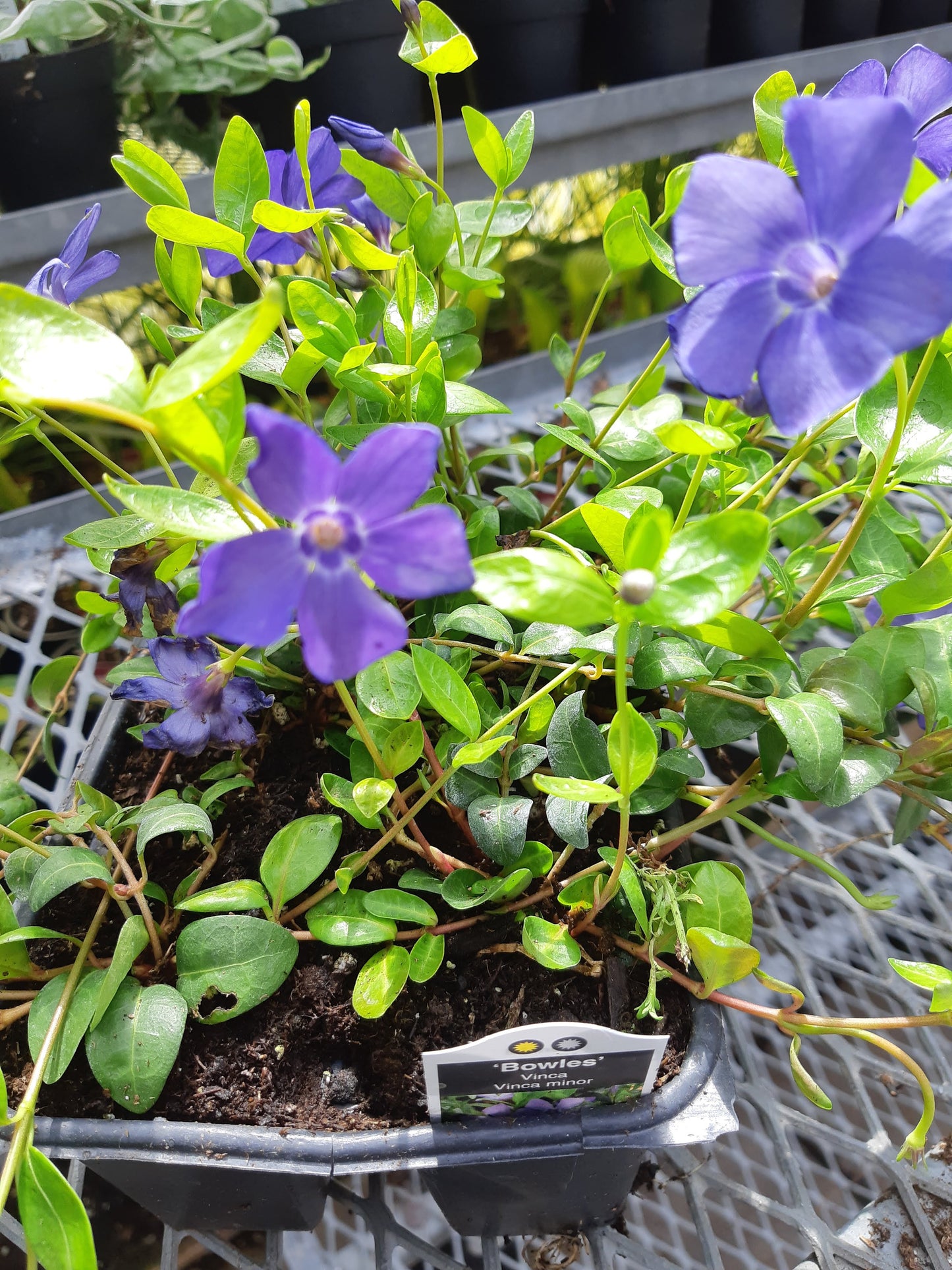 Periwinkle (Vinca Minor) 6 pack