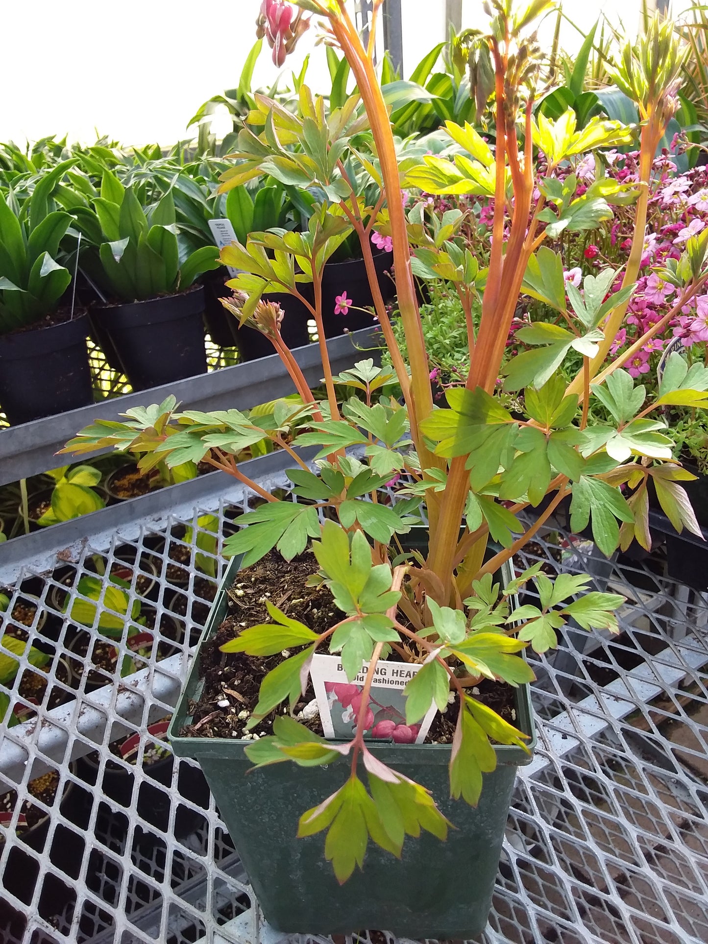 Bleeding Heart (Dicentra)