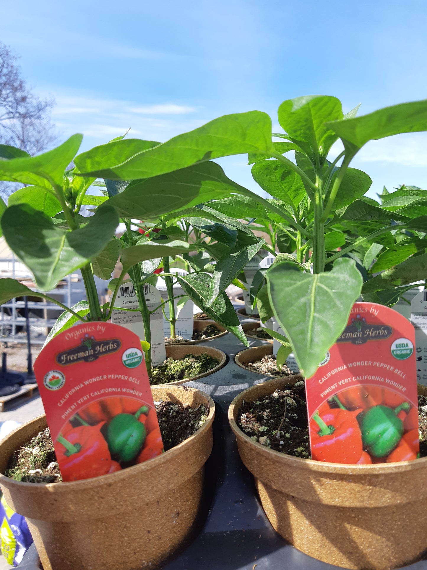 Organic 4" California Wonder Bell Pepper