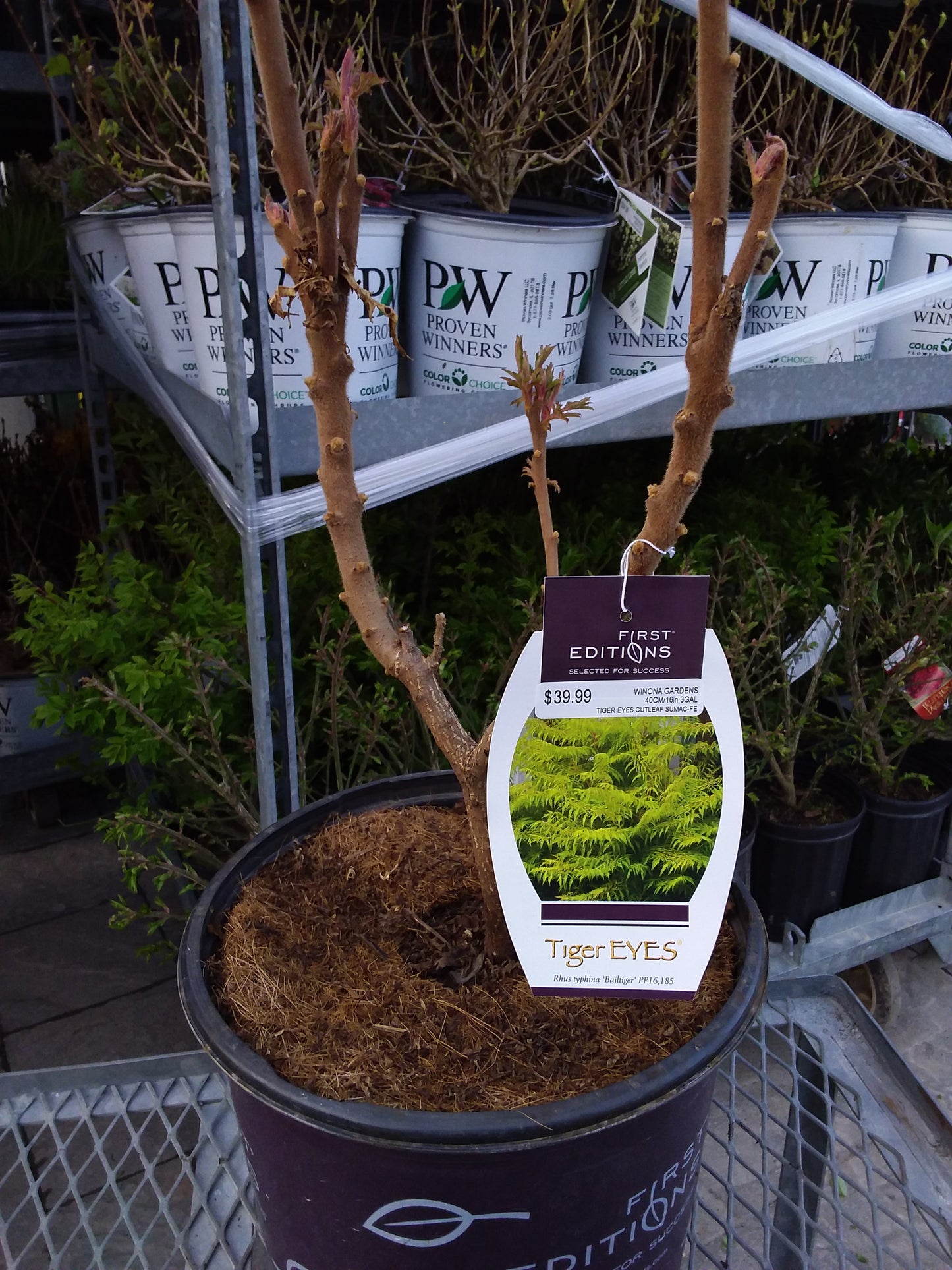 Tiger Eyes Cutleaf Sumac