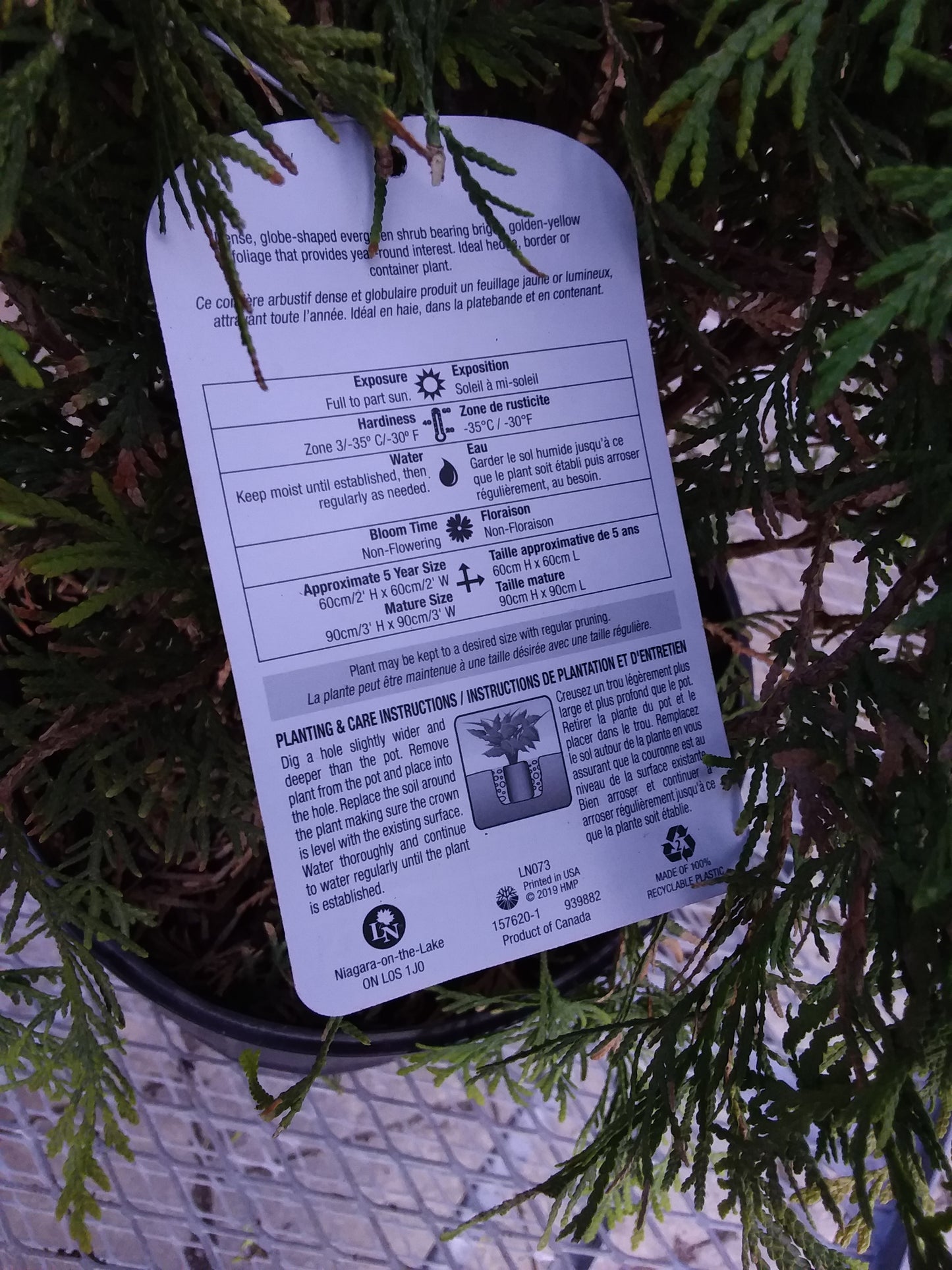 Golden Globe Cedar