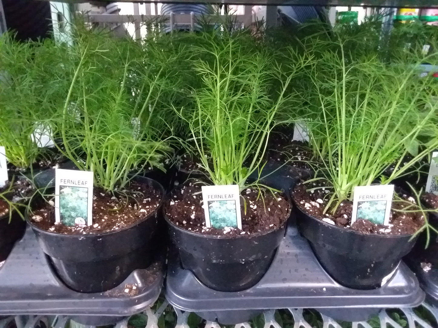 4" Dill