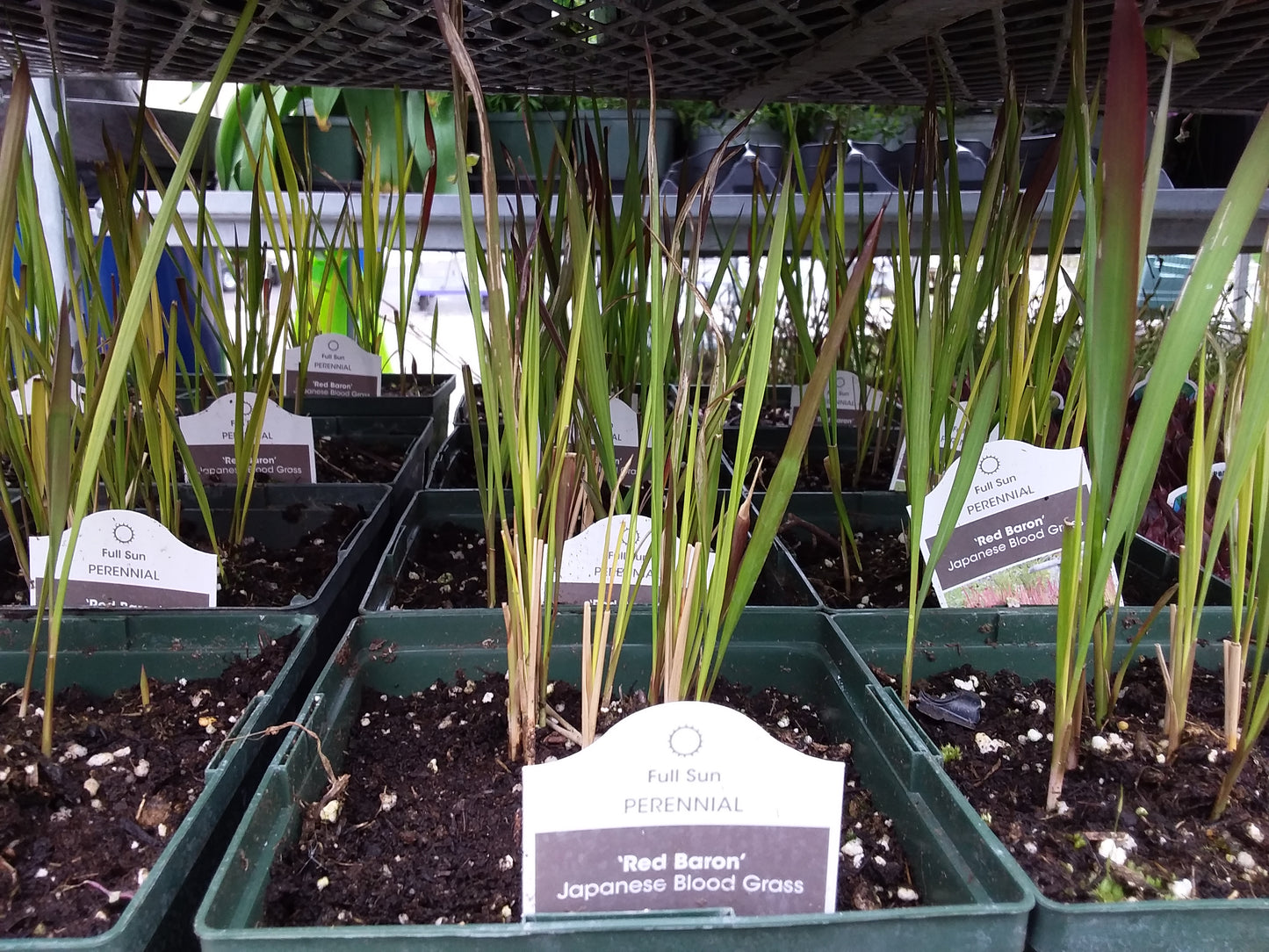 Japanese Blood Grass - Red Baron