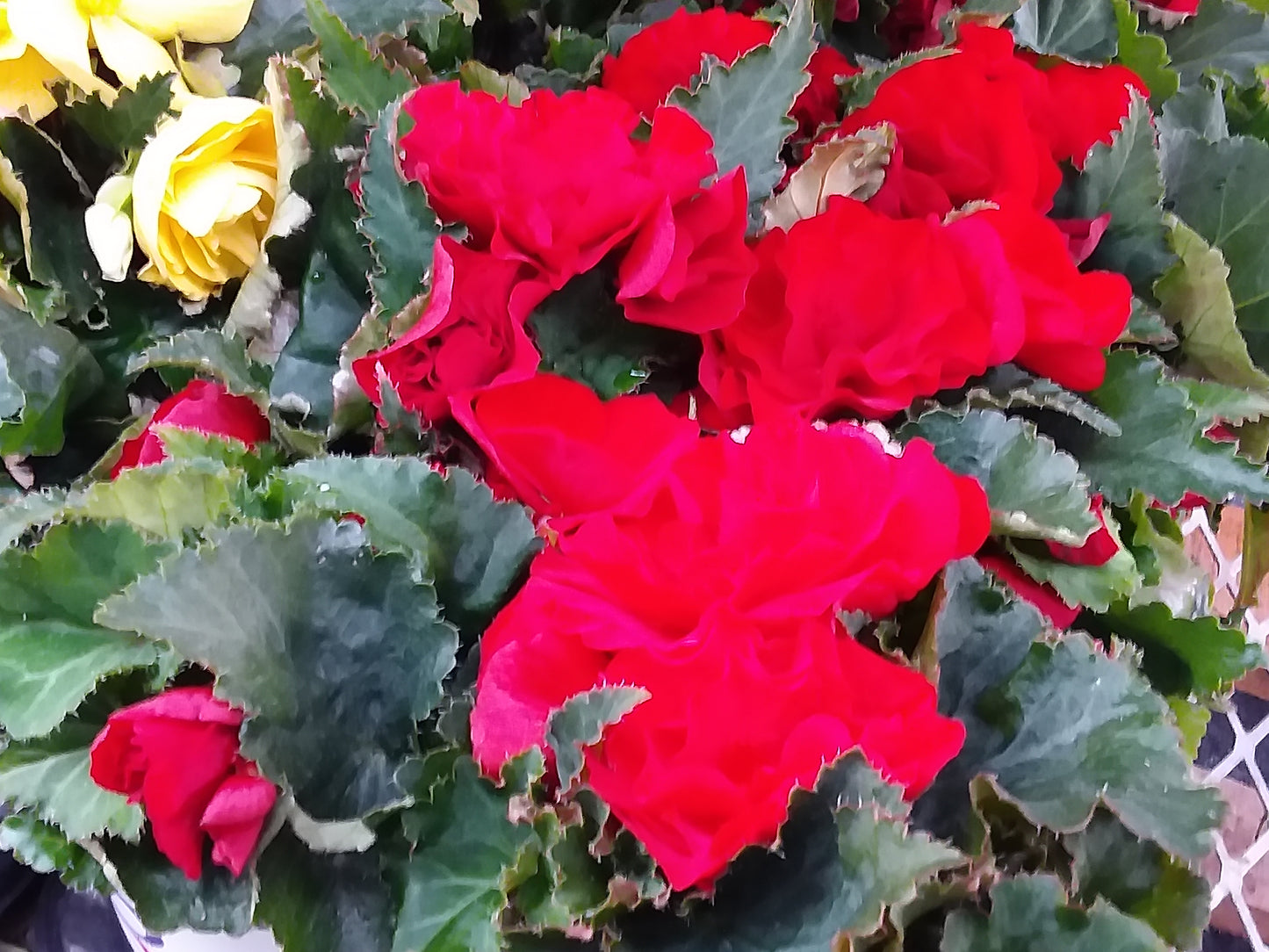 4" Non Stop Begonias