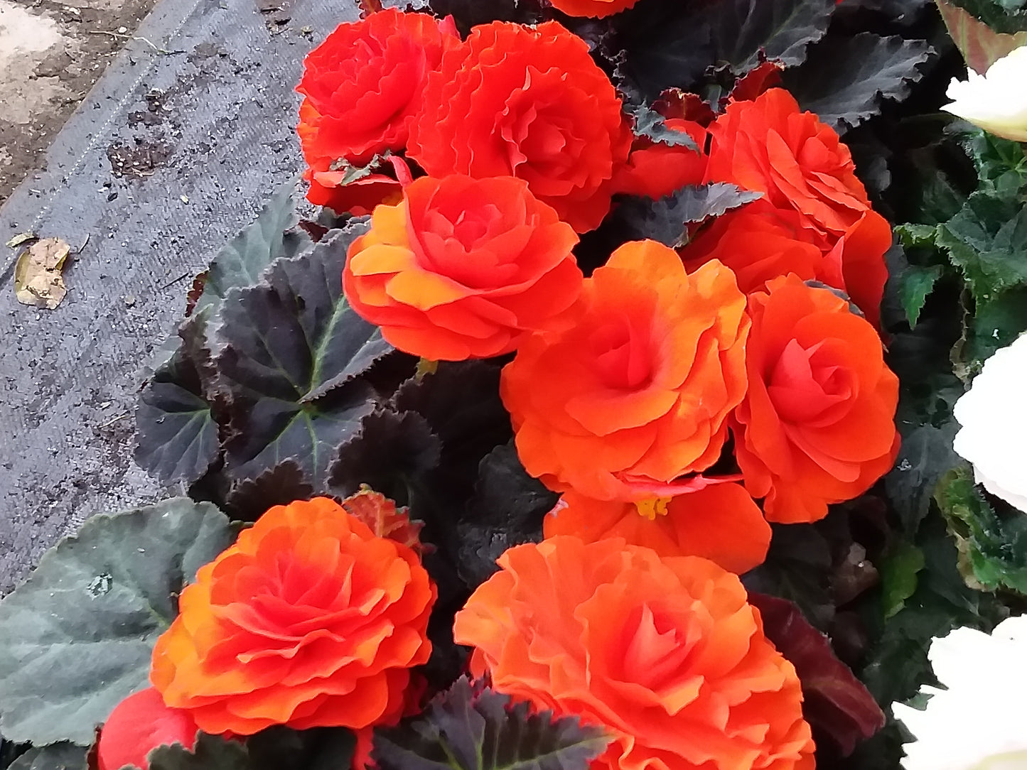 4" Non Stop Begonias