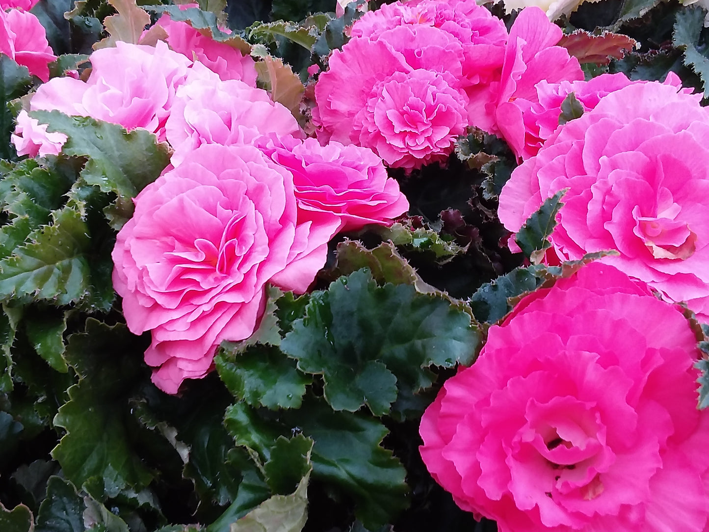 4" Non Stop Begonias