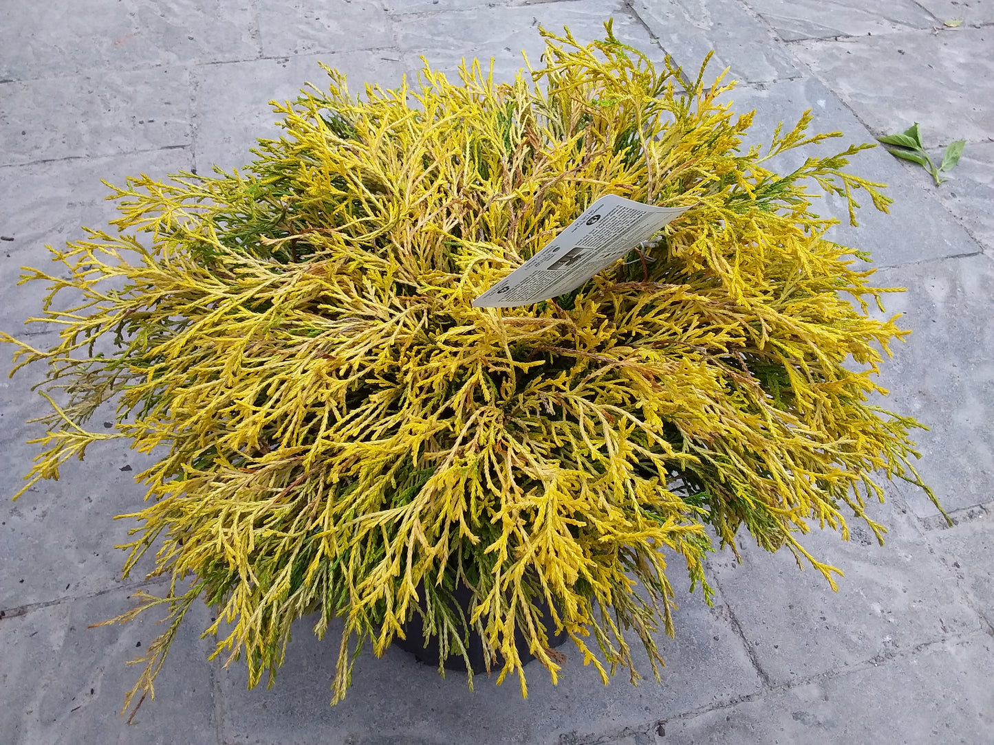 Gold Mop False Cypress