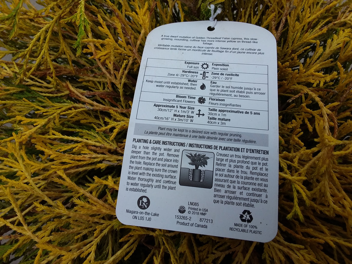 Gold Mop False Cypress
