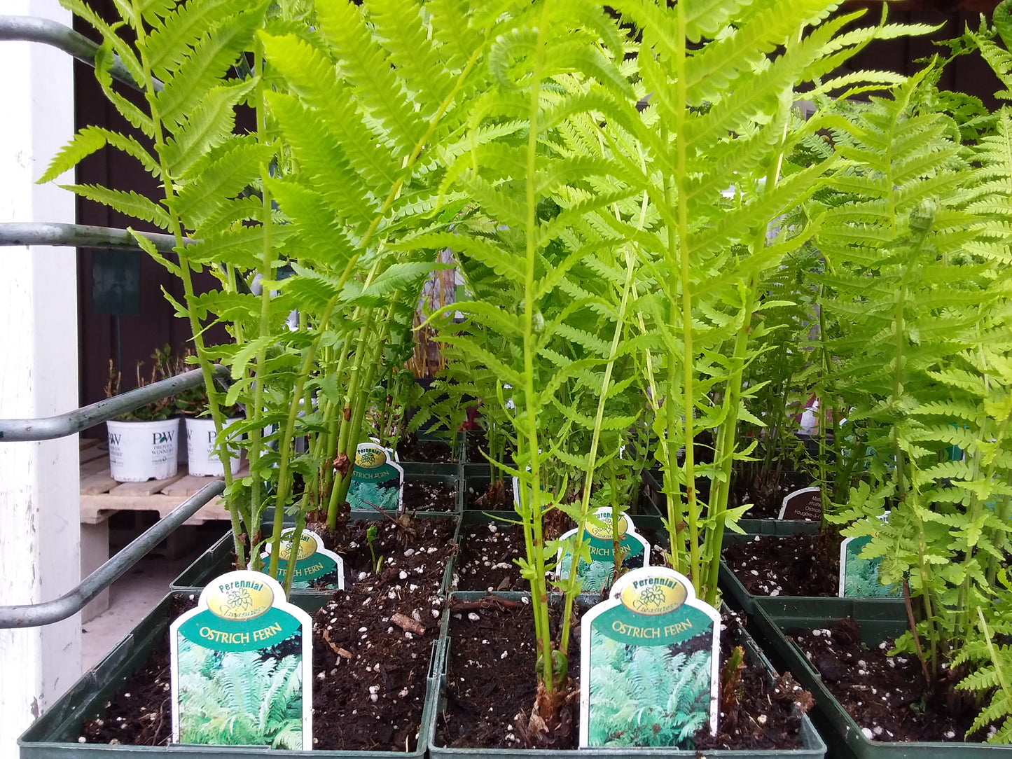 1 Gal Ostrich Fern