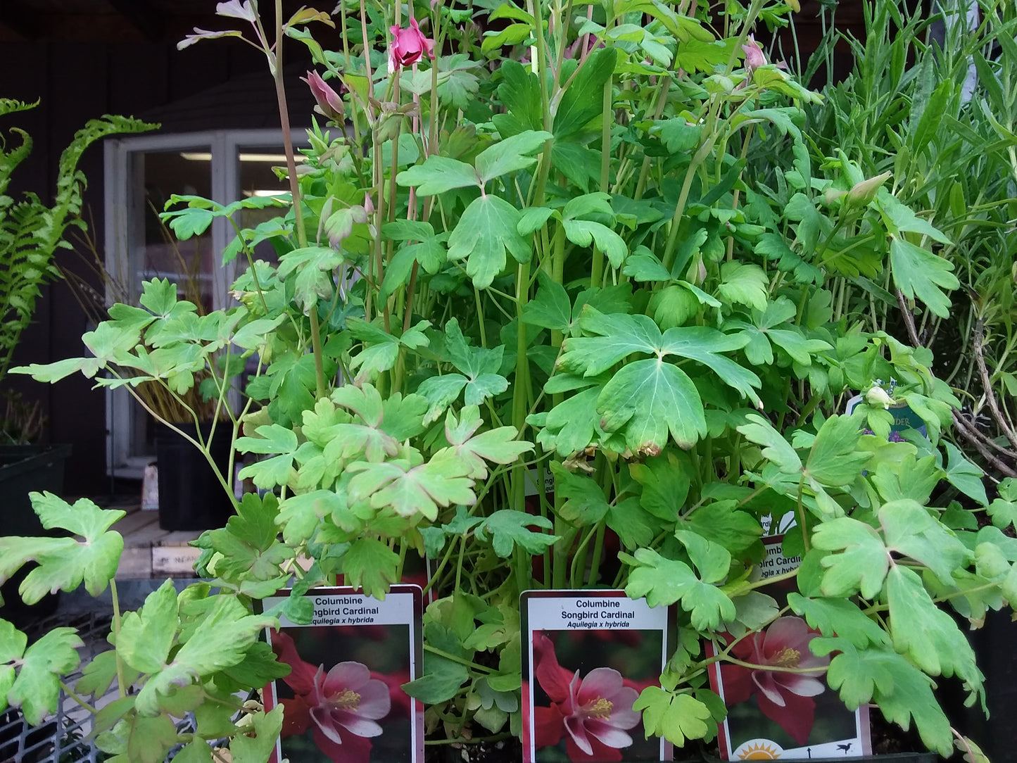 4" Columbine (Aquilegia)