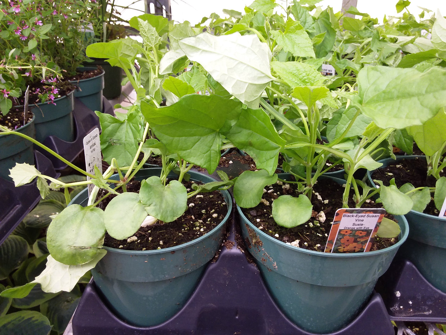 4.5" Thunbergenia 'black eyed susan'