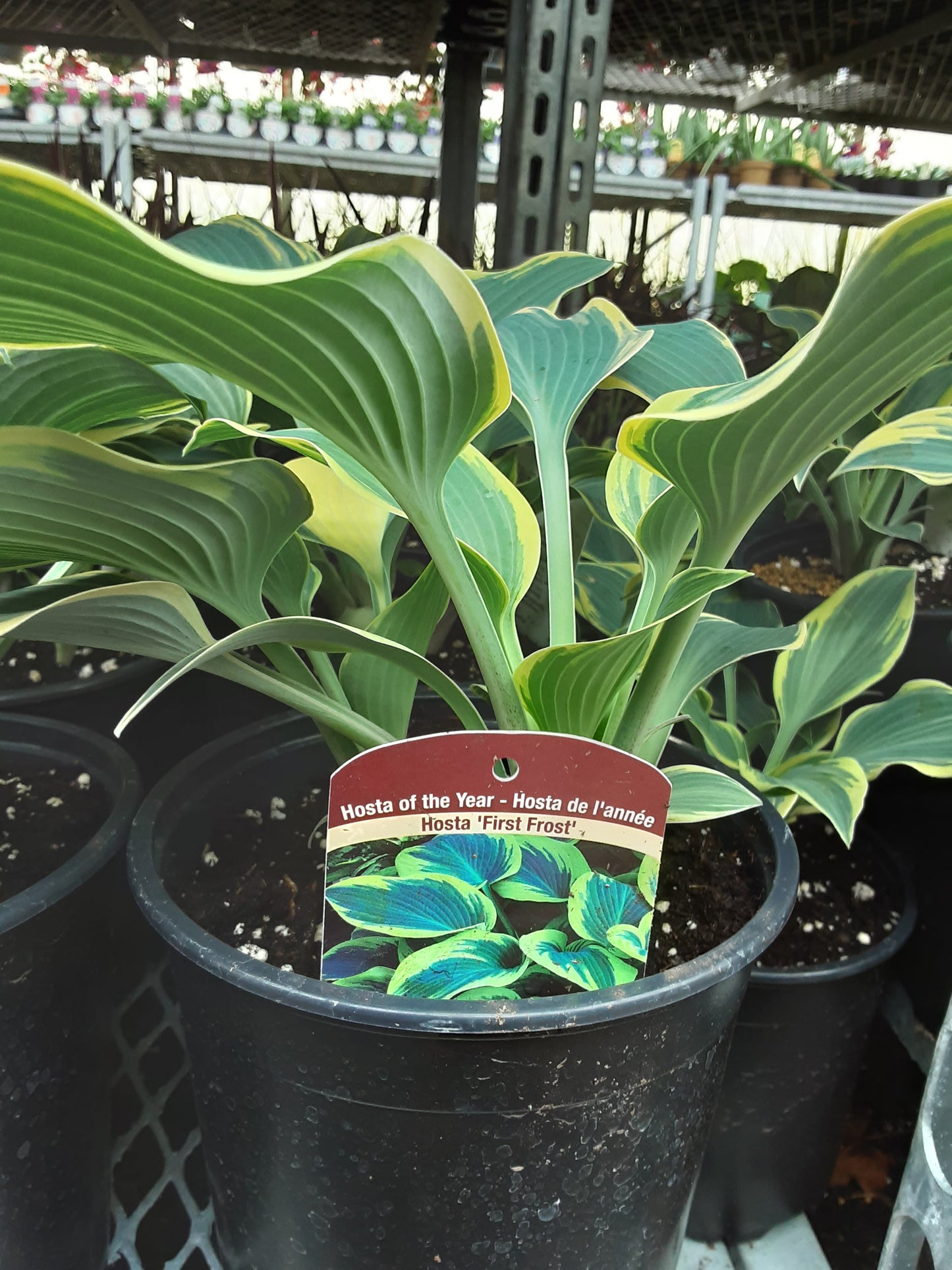 1 Gal Hosta 'First Frost'