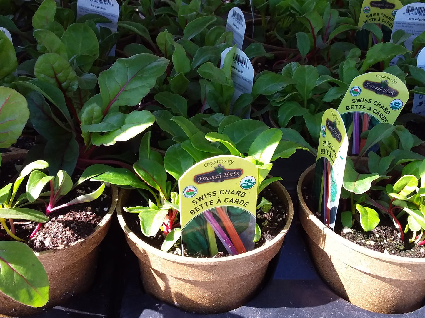 4" Organic Swiss Chard
