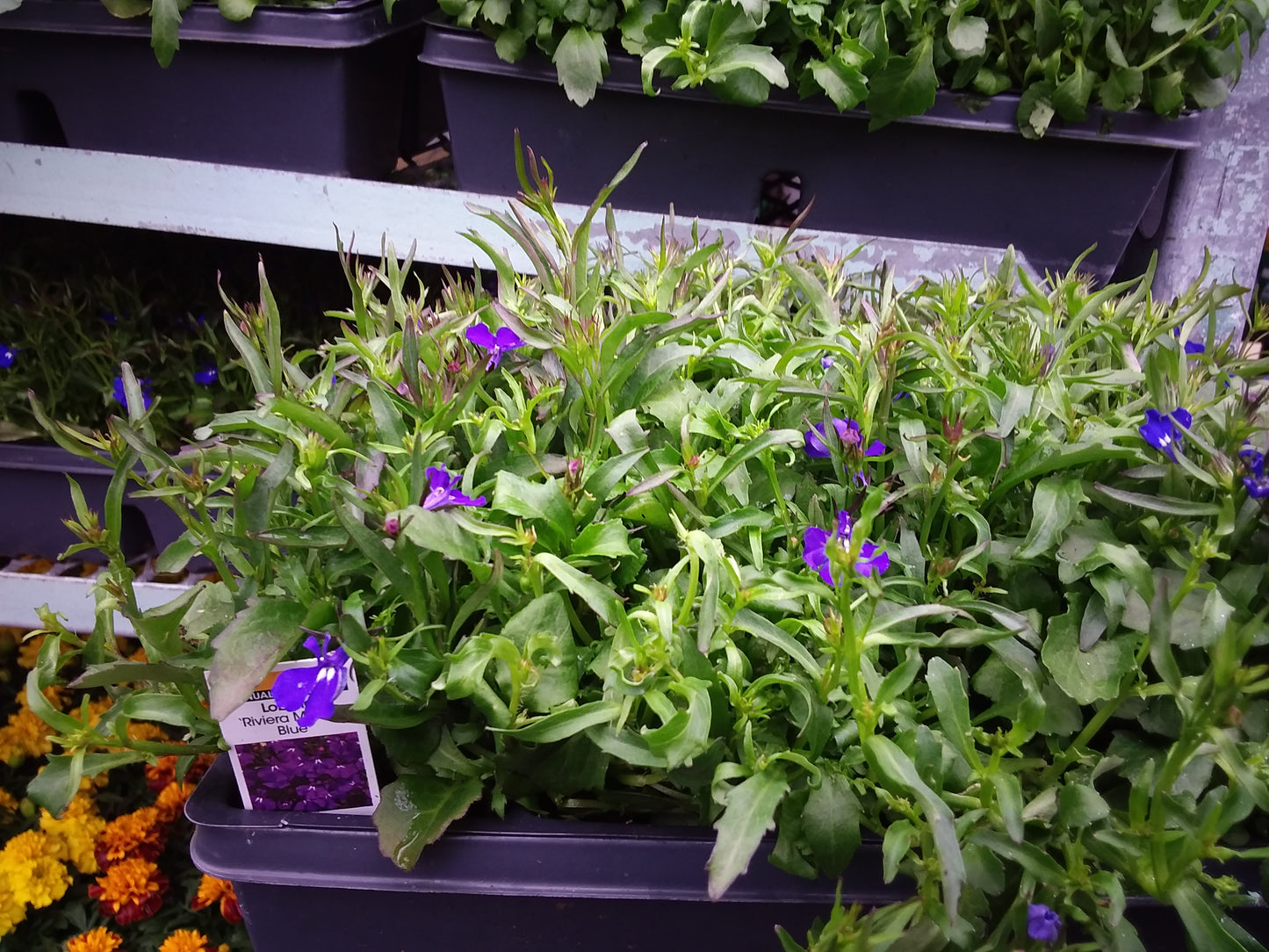 Multi Pack Lobelia