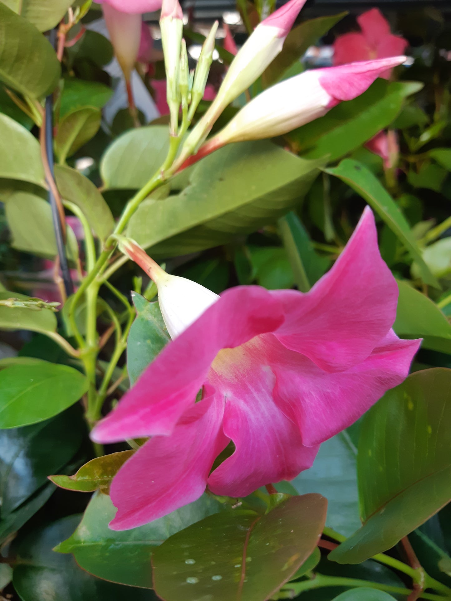 7" Mandevillia on Trellis