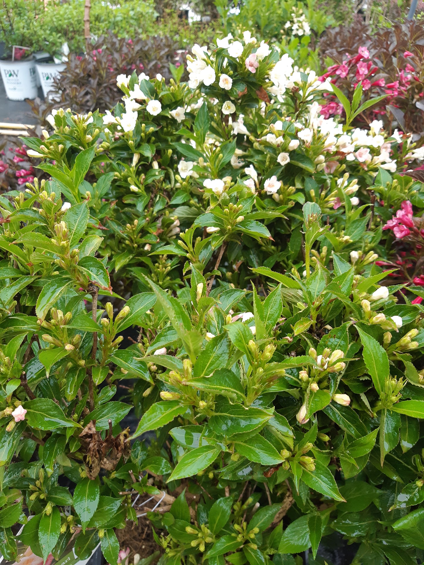 Happy Face White Potentilla