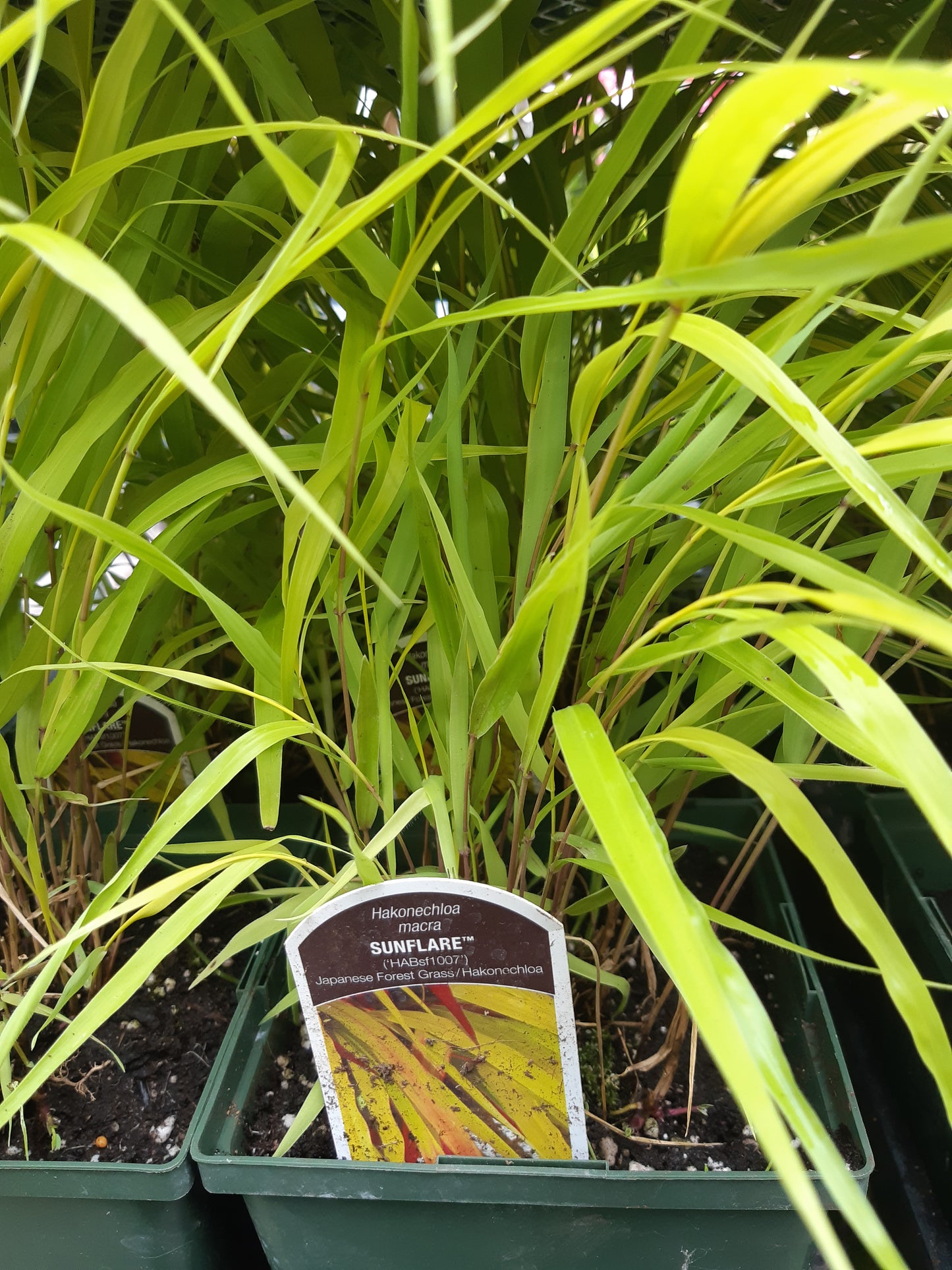 1 Gal Japanese Forest Grass (Hakonechloa)