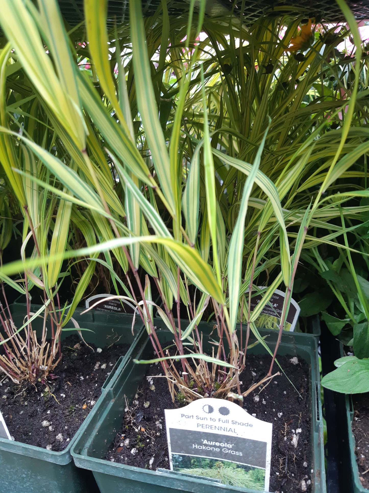 1 Gal Japanese Forest Grass (Hakonechloa)