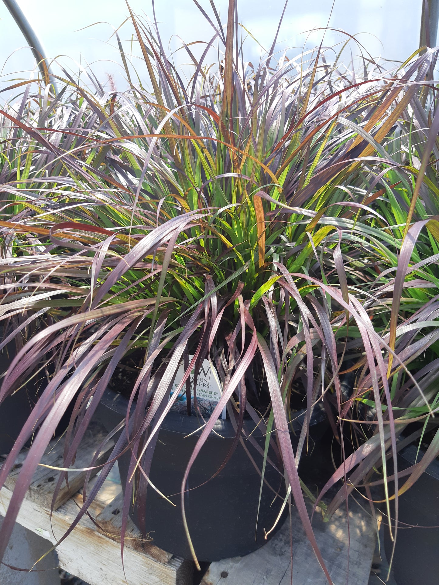 Purple Fountain Grass