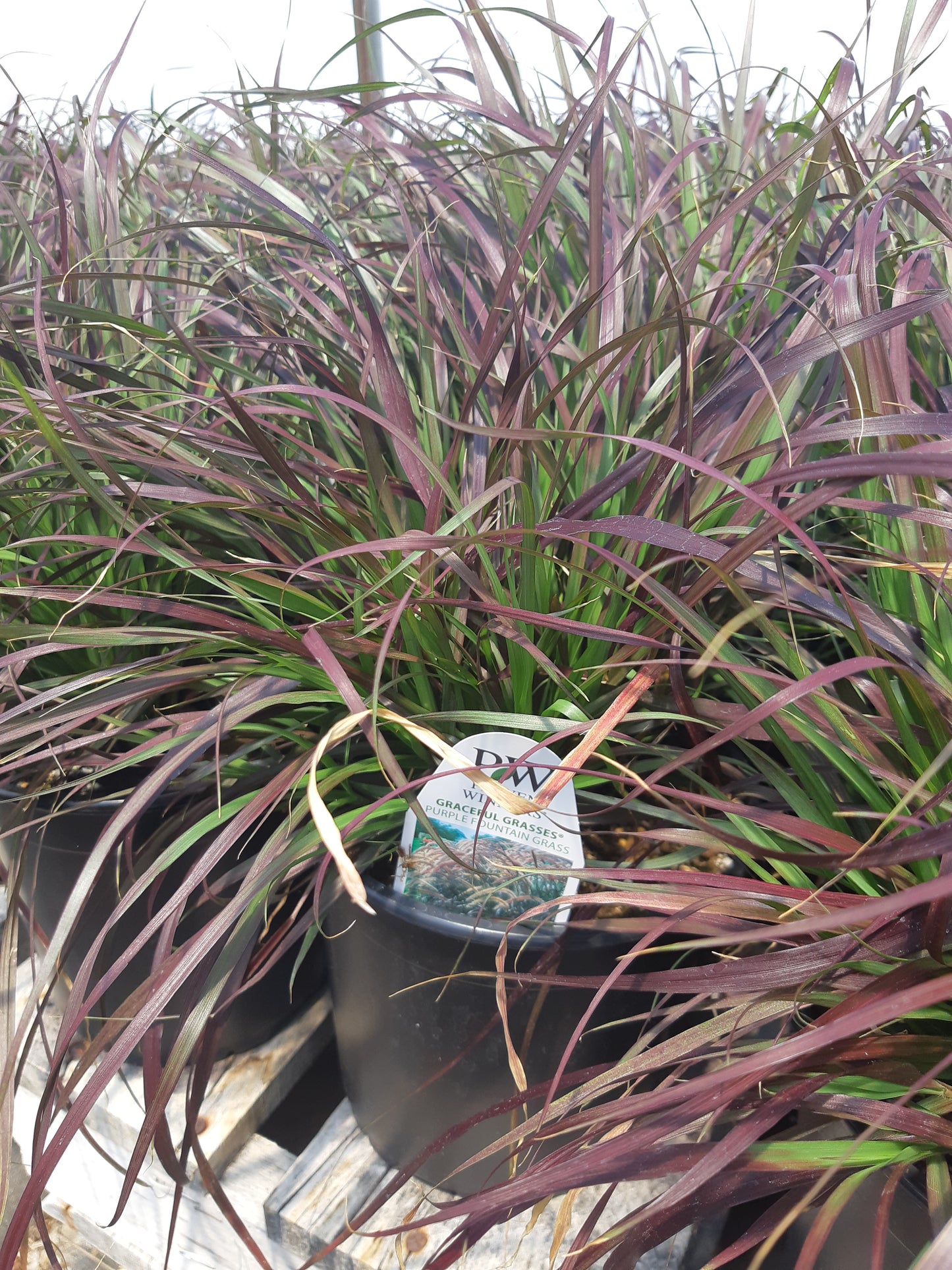 Purple Fountain Grass