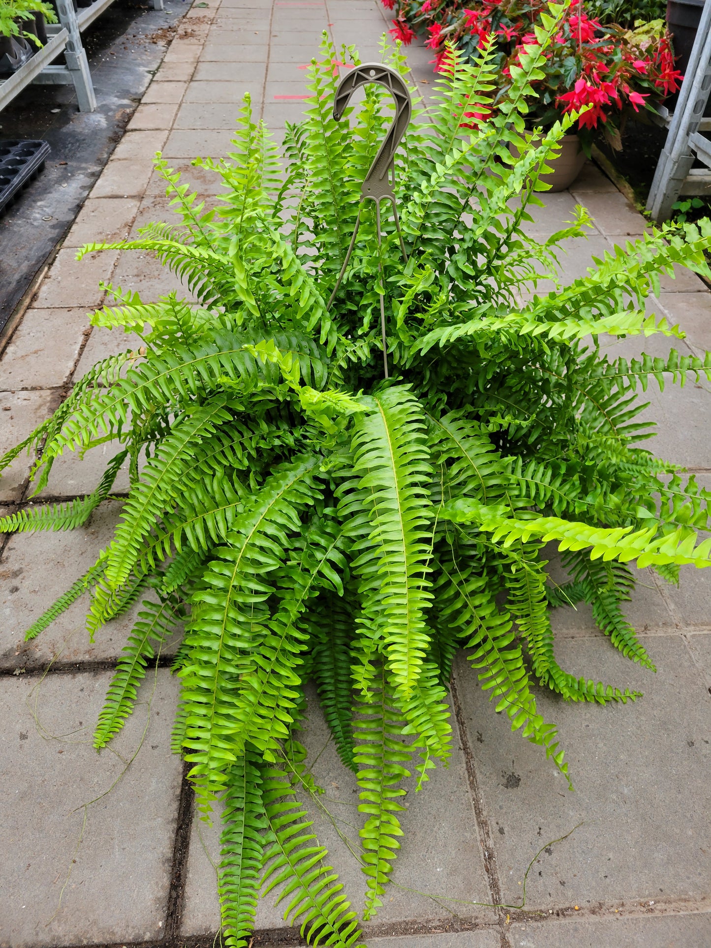 10" Boston Fern Hanging Basket