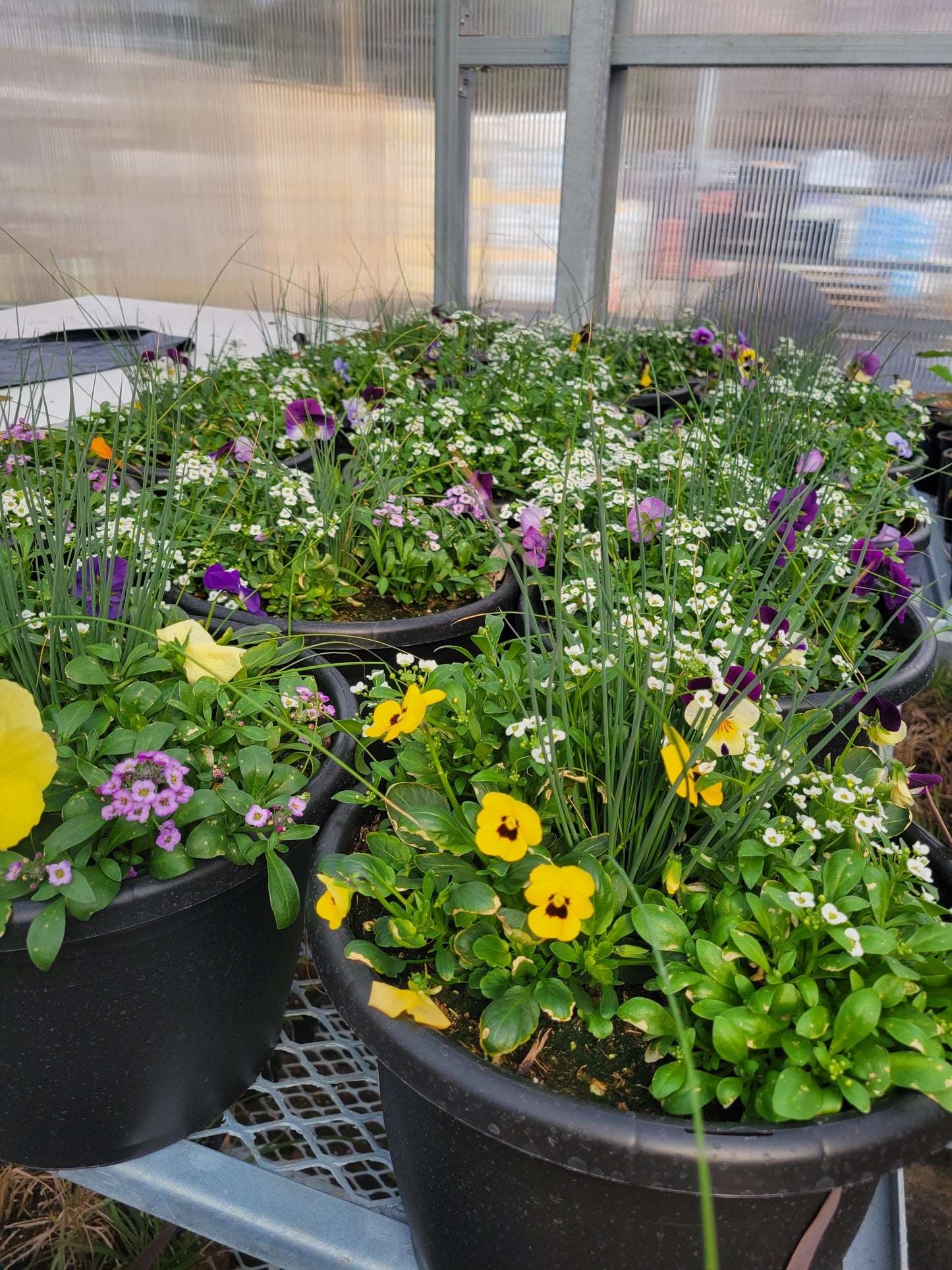 10" Mixed Pansy Planters