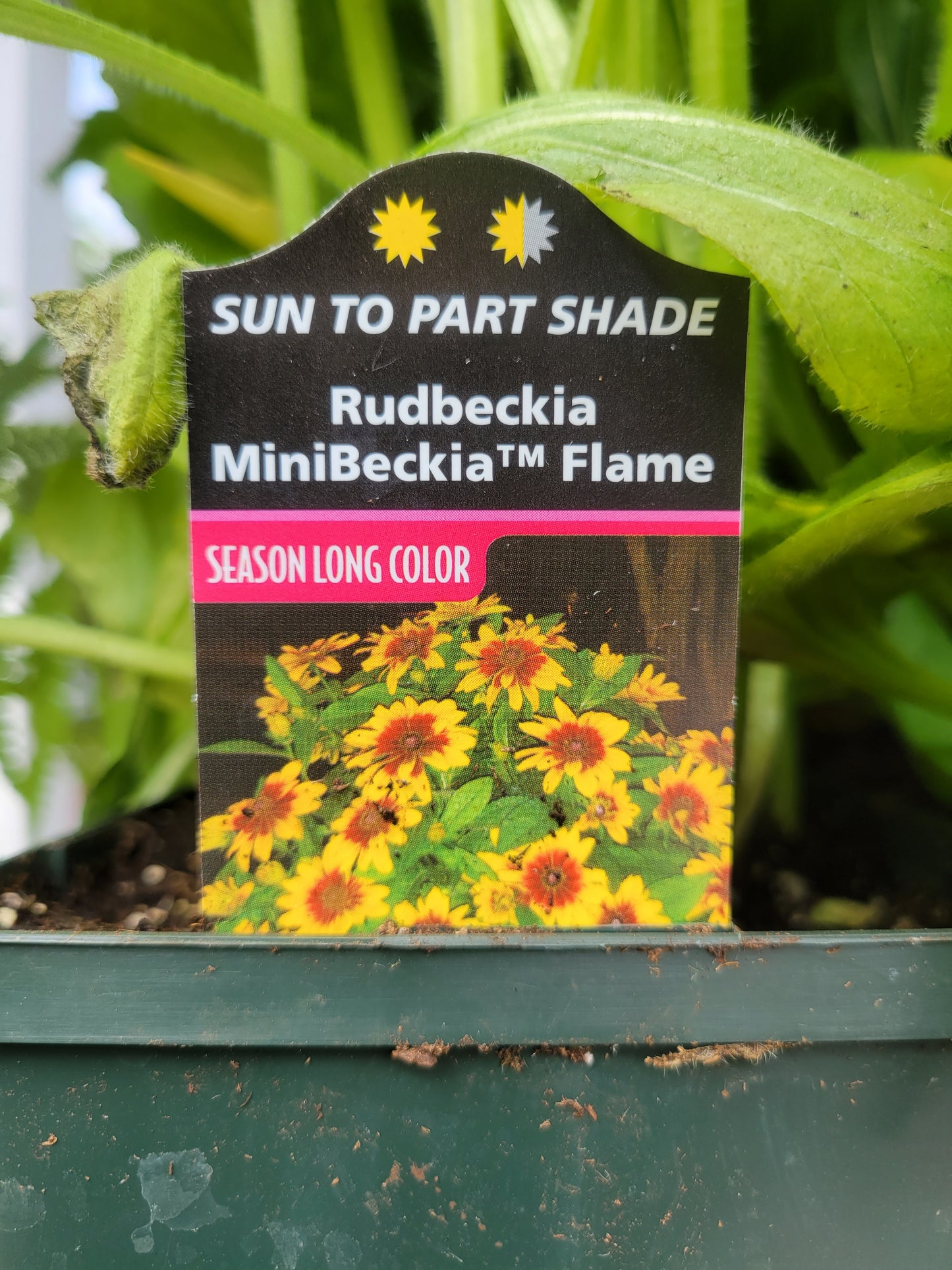 1 Gal Black Eyed Susan (Rudbeckia)