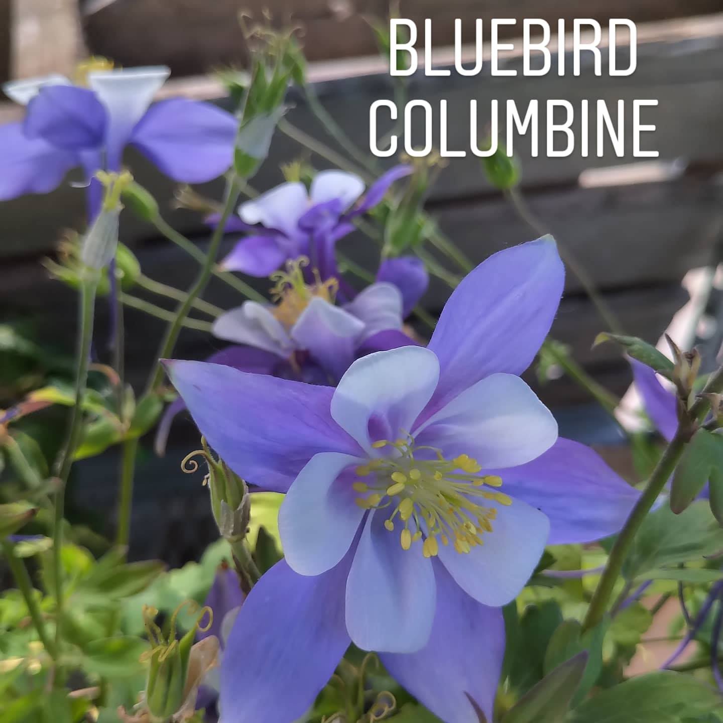 4" Columbine (Aquilegia)