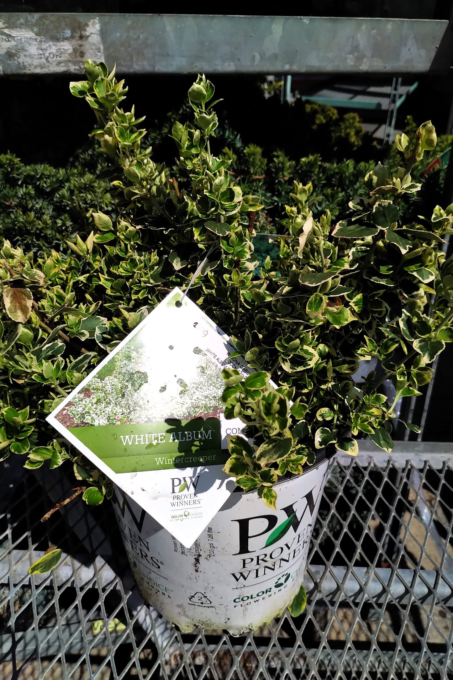 White Album Euonymus