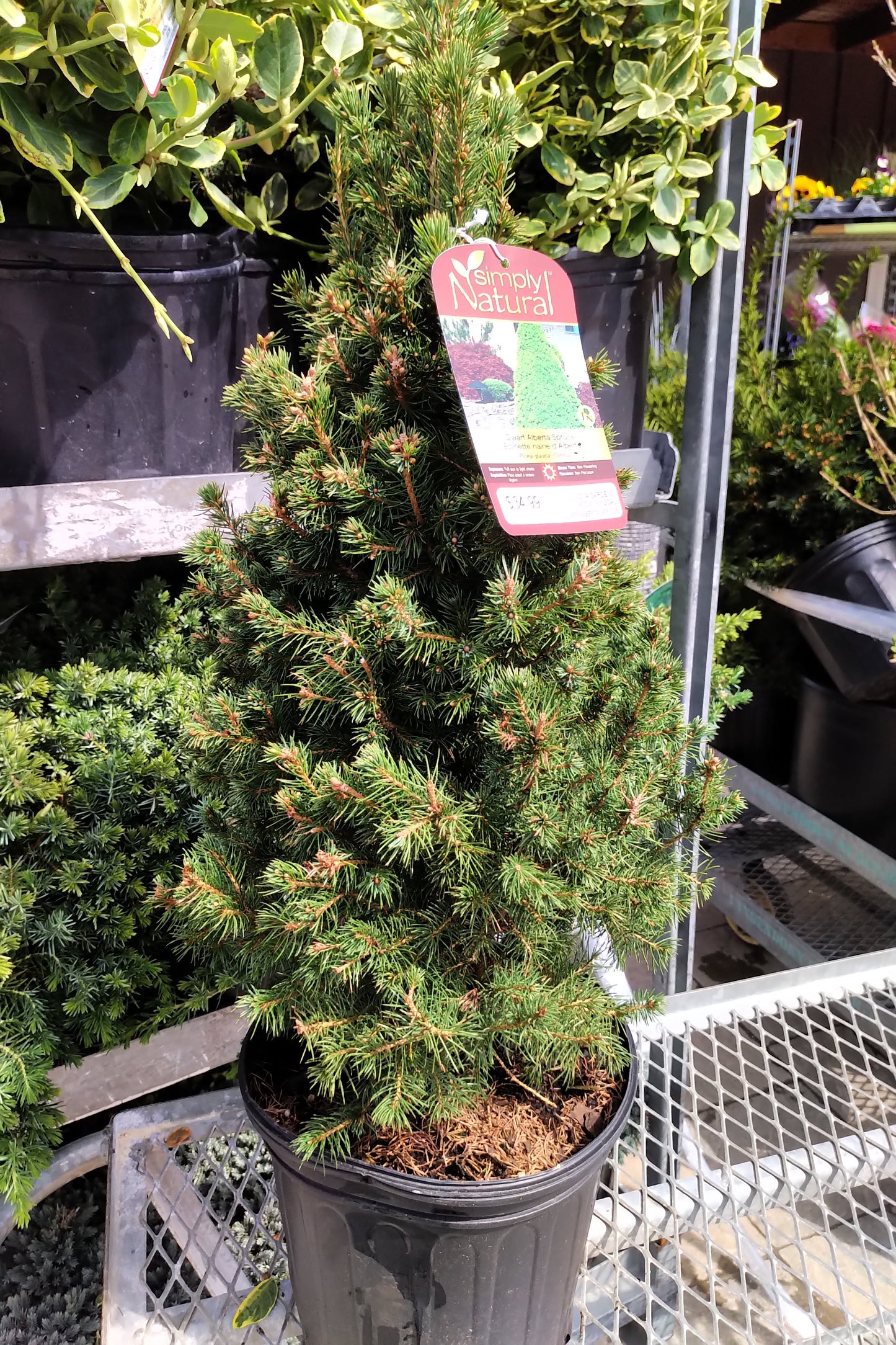 Dwarf Alberta Spruce