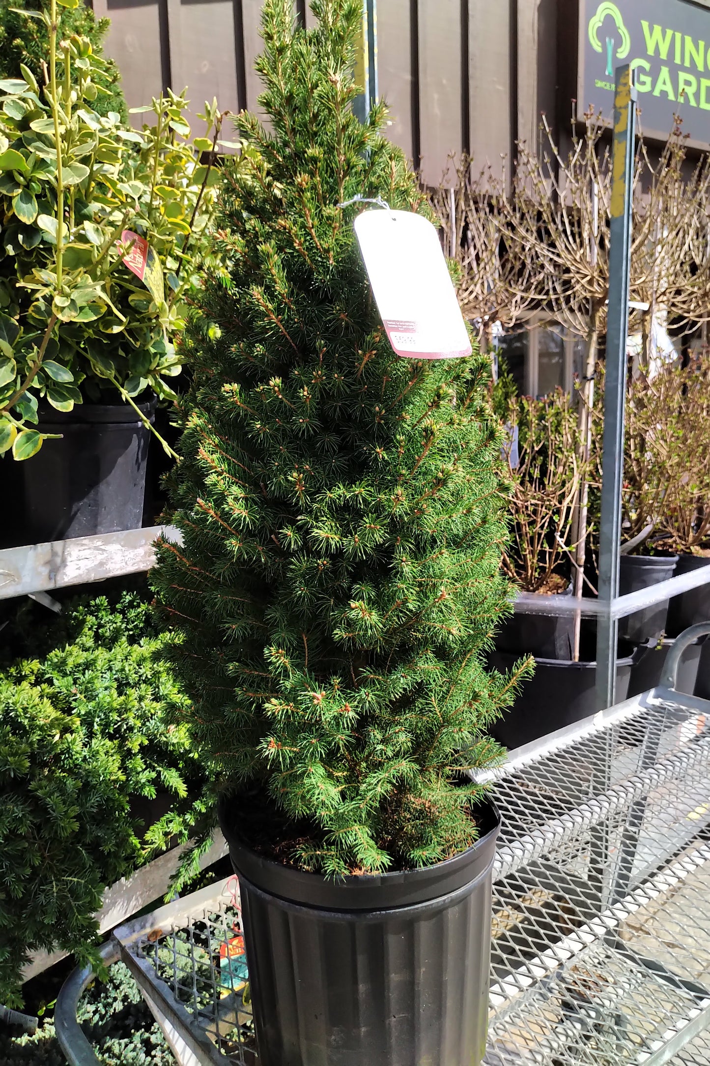 Dwarf Alberta Spruce