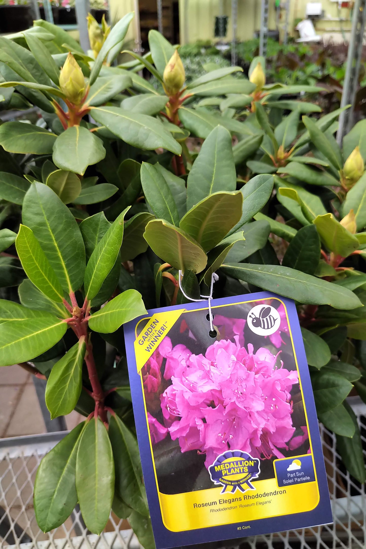 Rhododendron