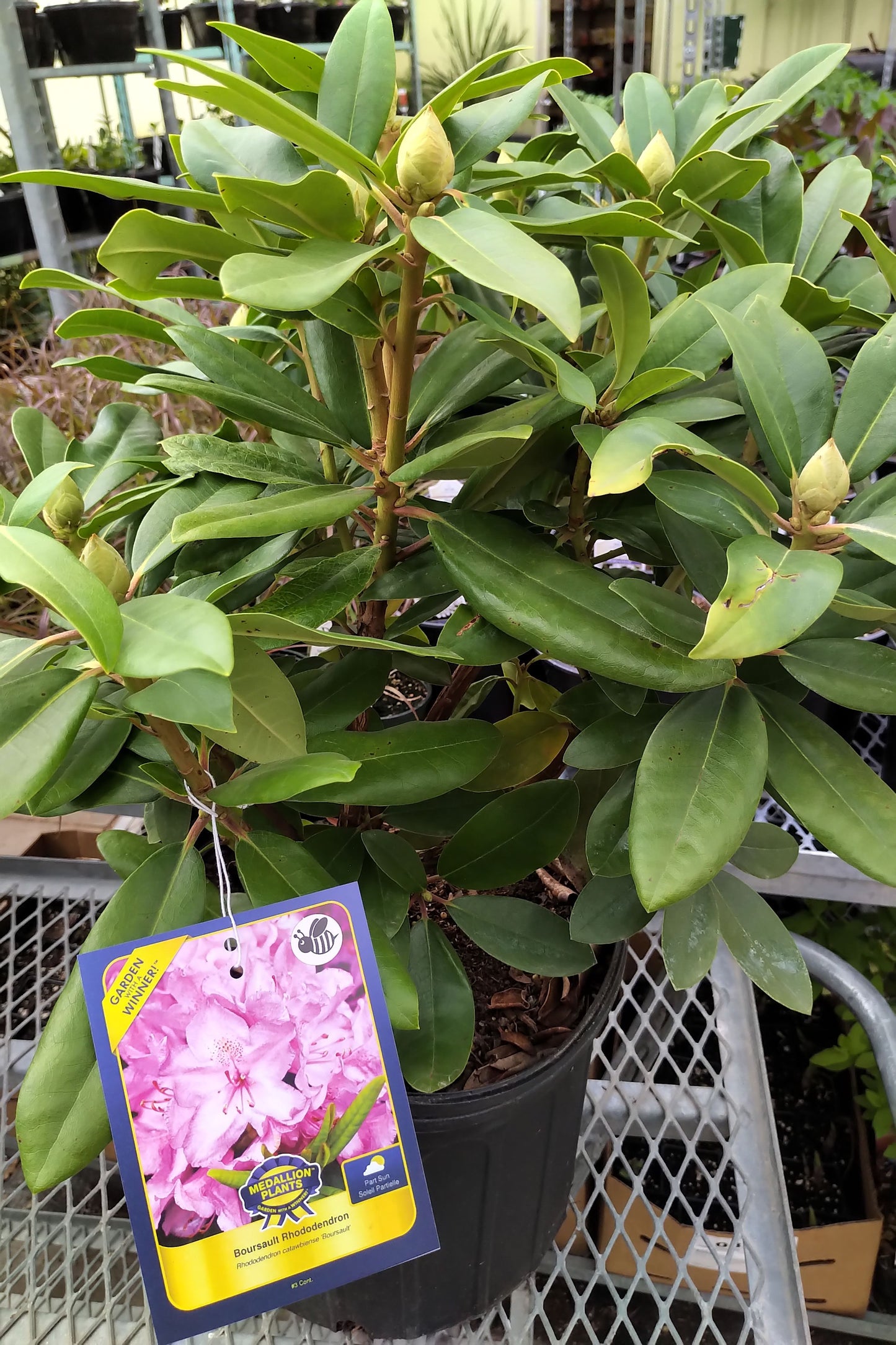 Rhododendron