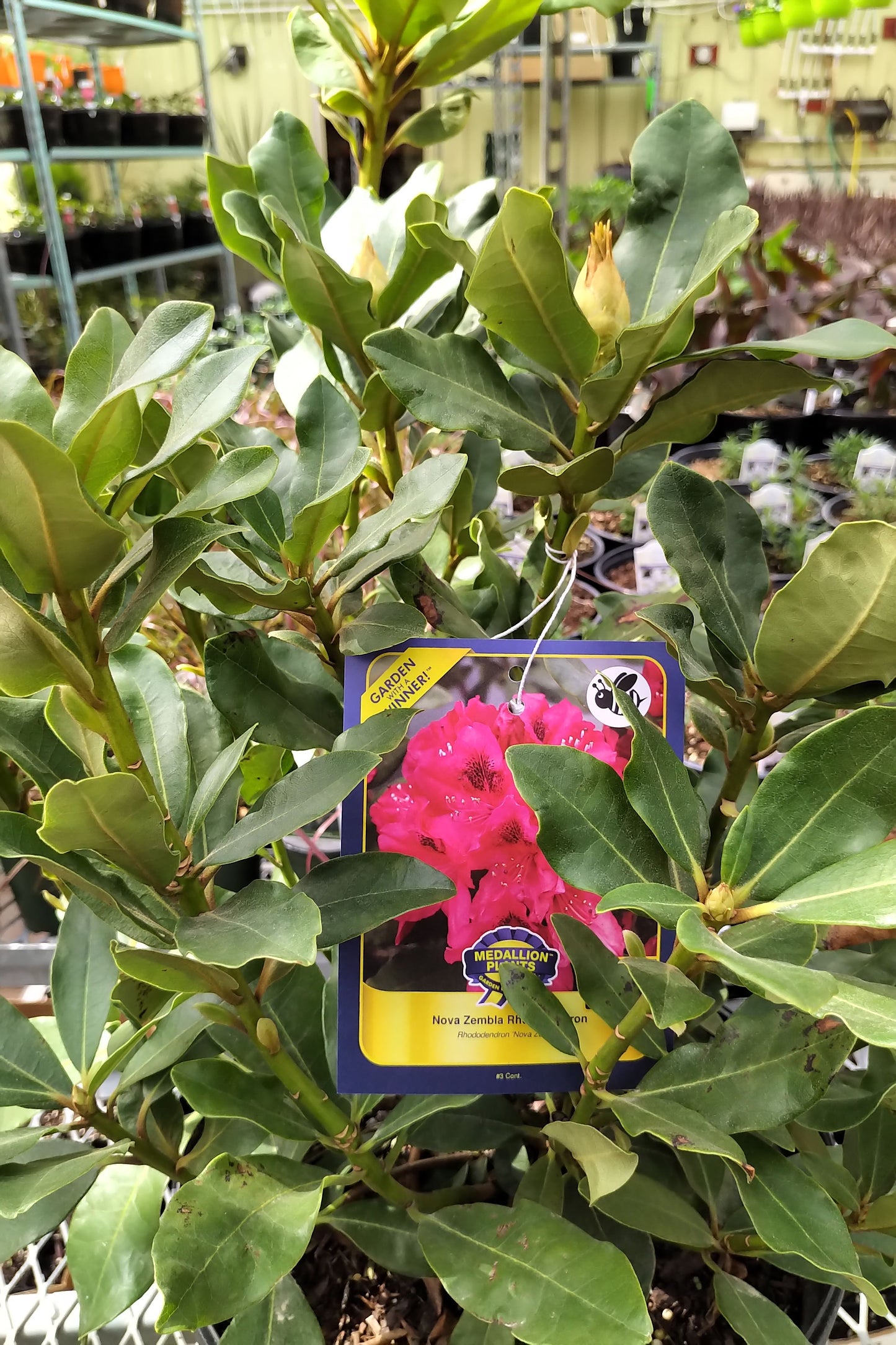 Rhododendron