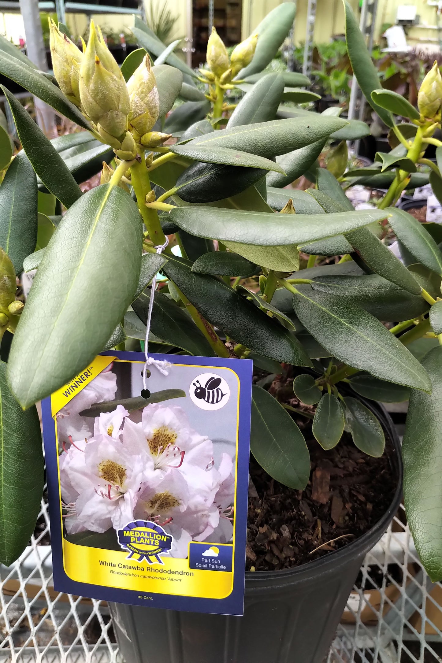 Rhododendron