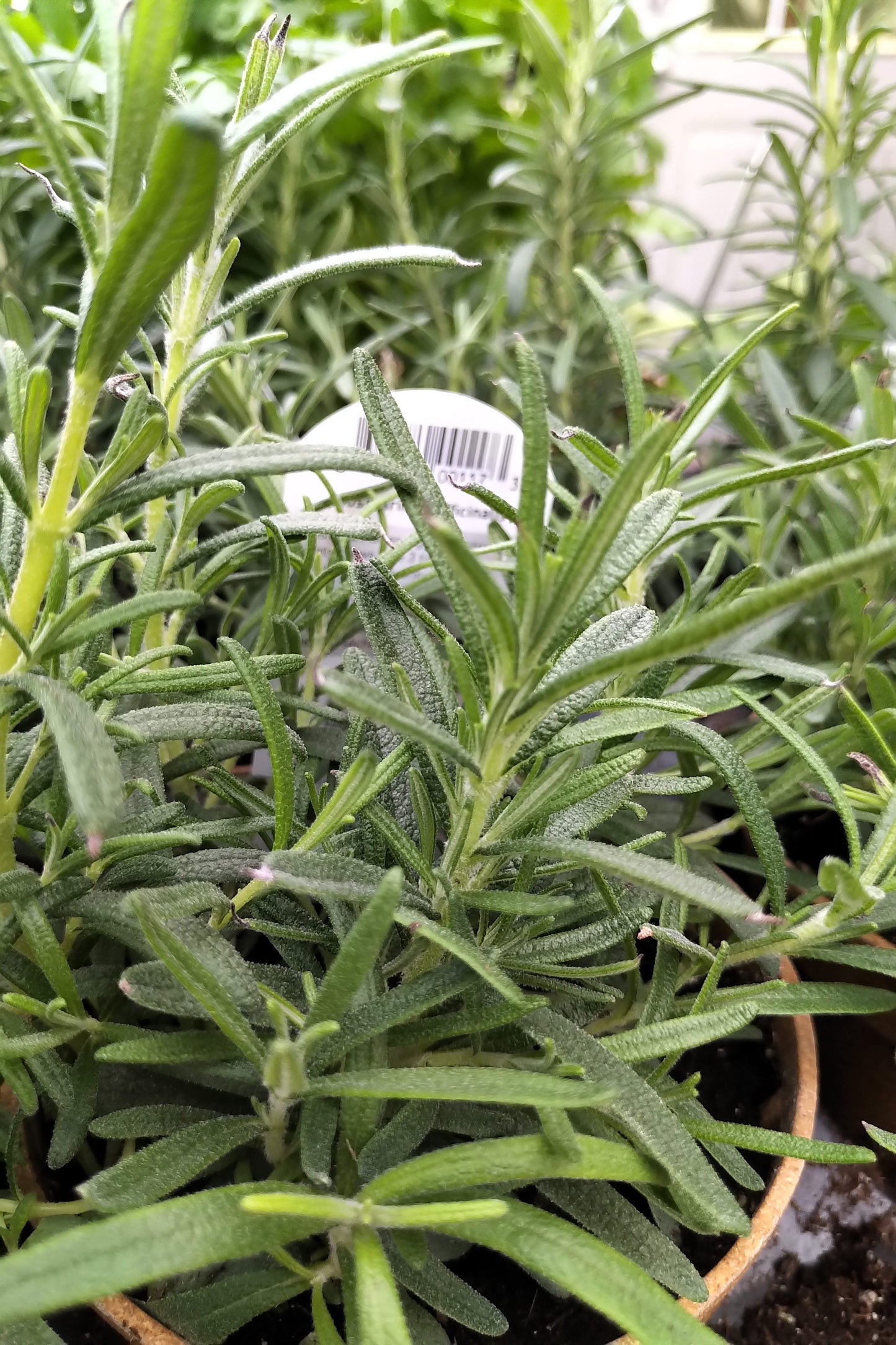 4" Organic Rosemary