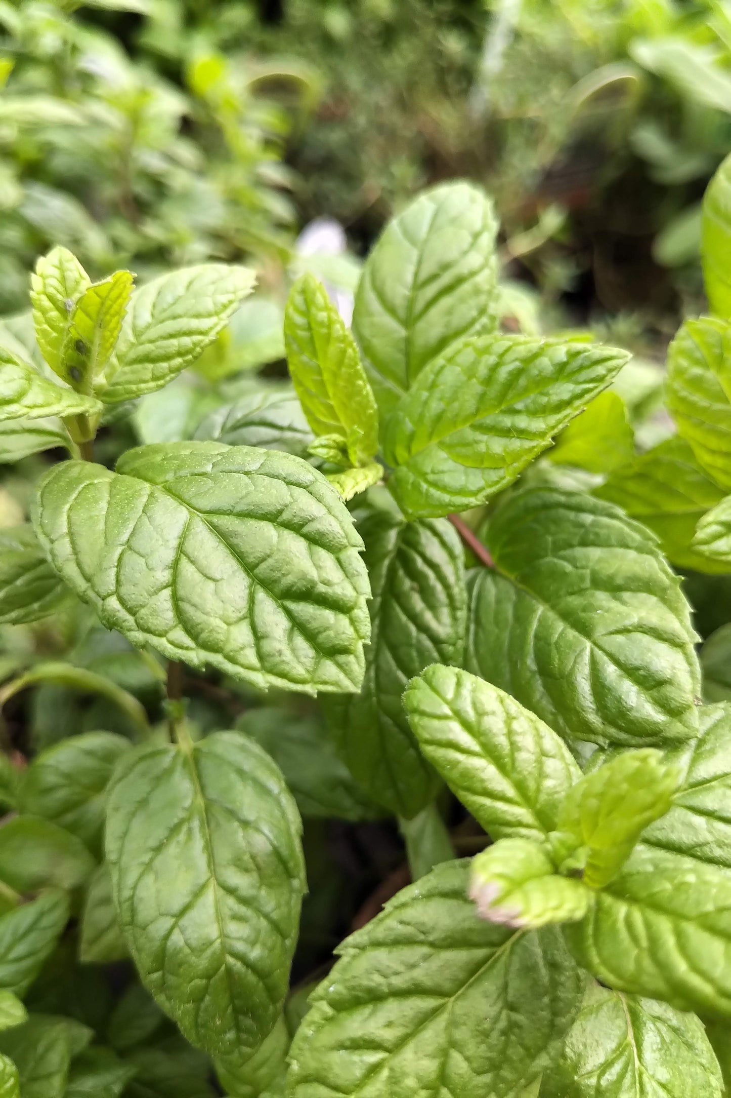 4.5" Organic Spearmint