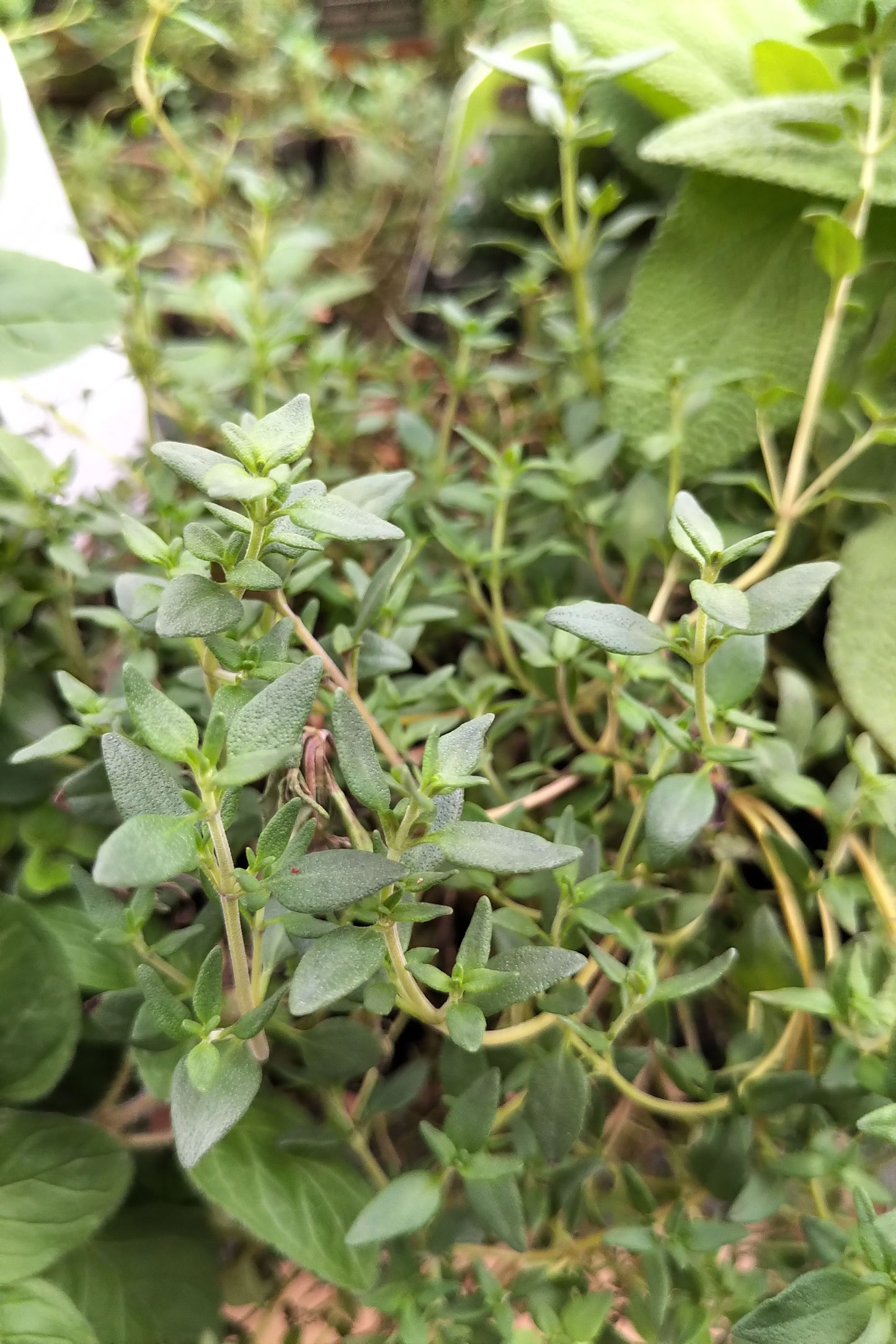 4.5" Organic Thyme