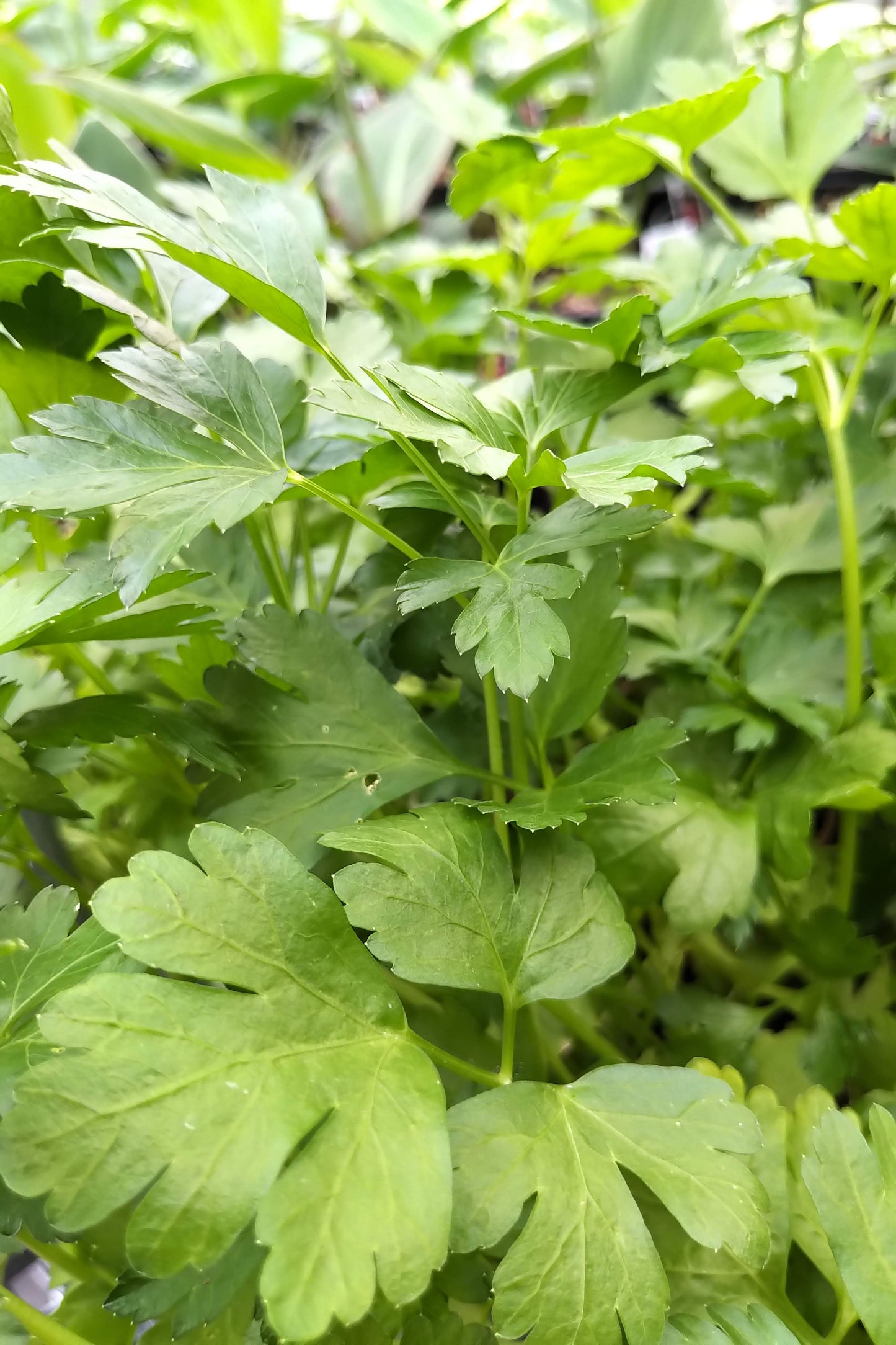 4.5" Organic Parsley