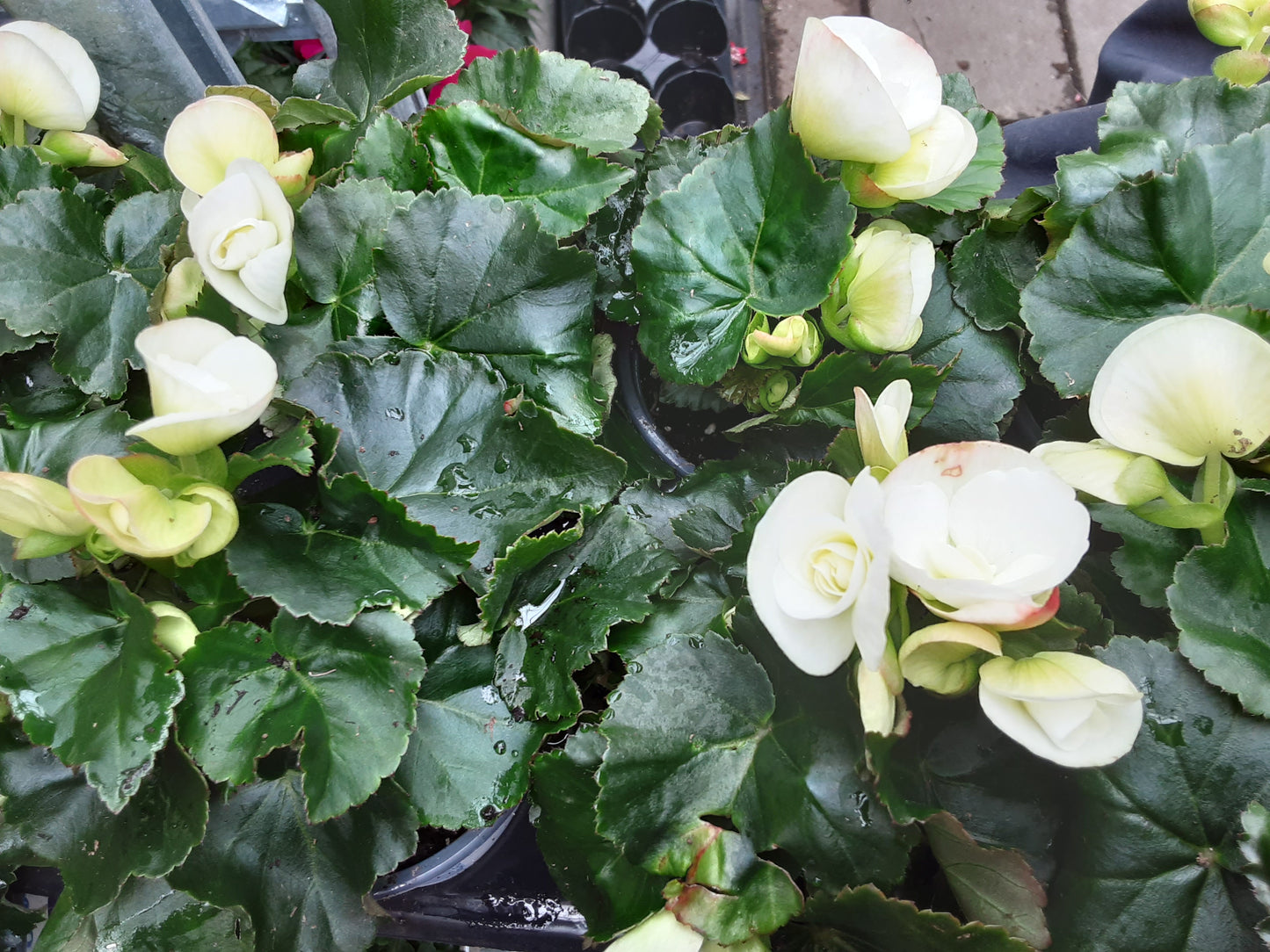 4" Rieger Begonia
